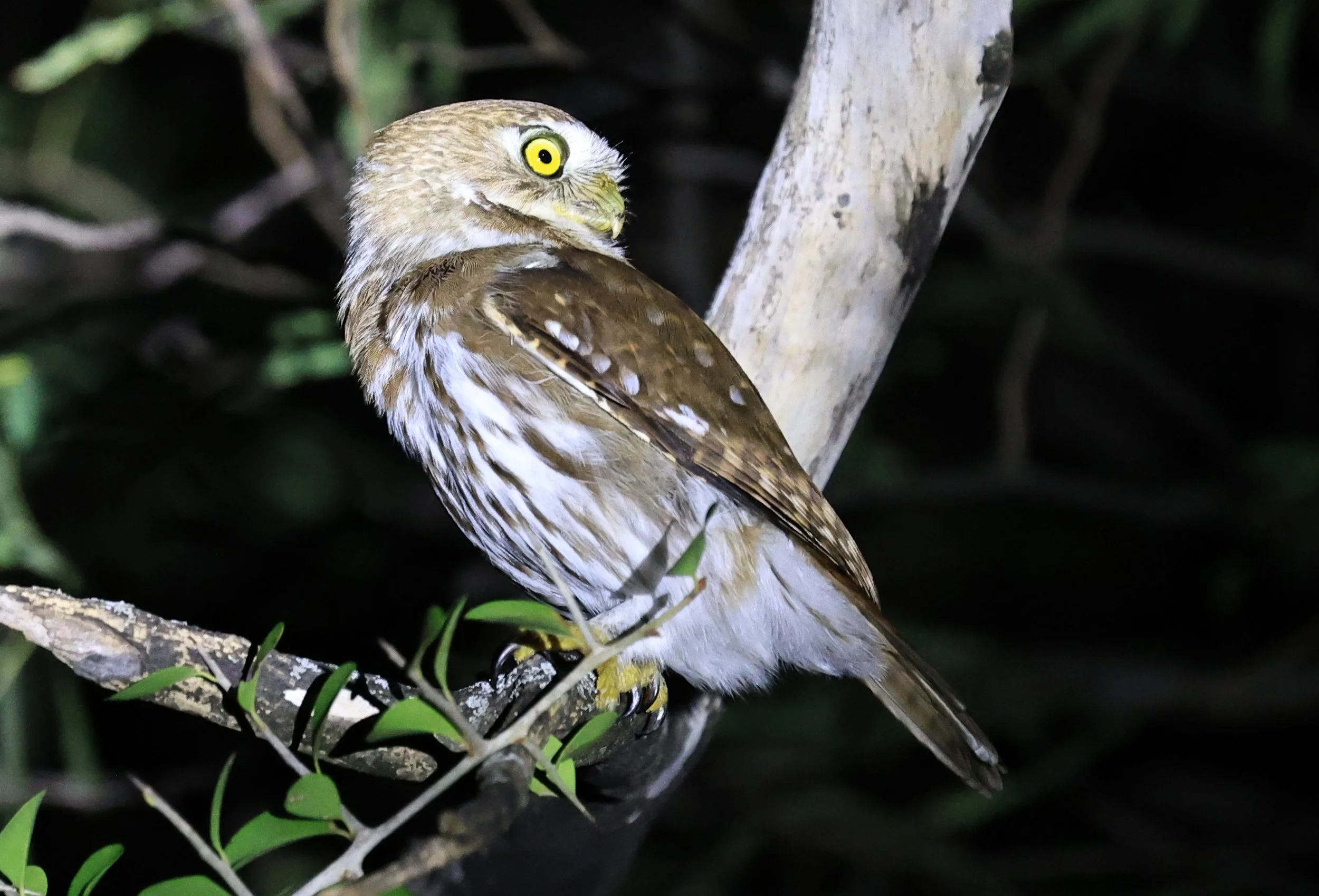 Ferruginous Pygmy-Owl (Glaucidium brasilianum) Reserva Nueland  Selva Serena (63).jpg