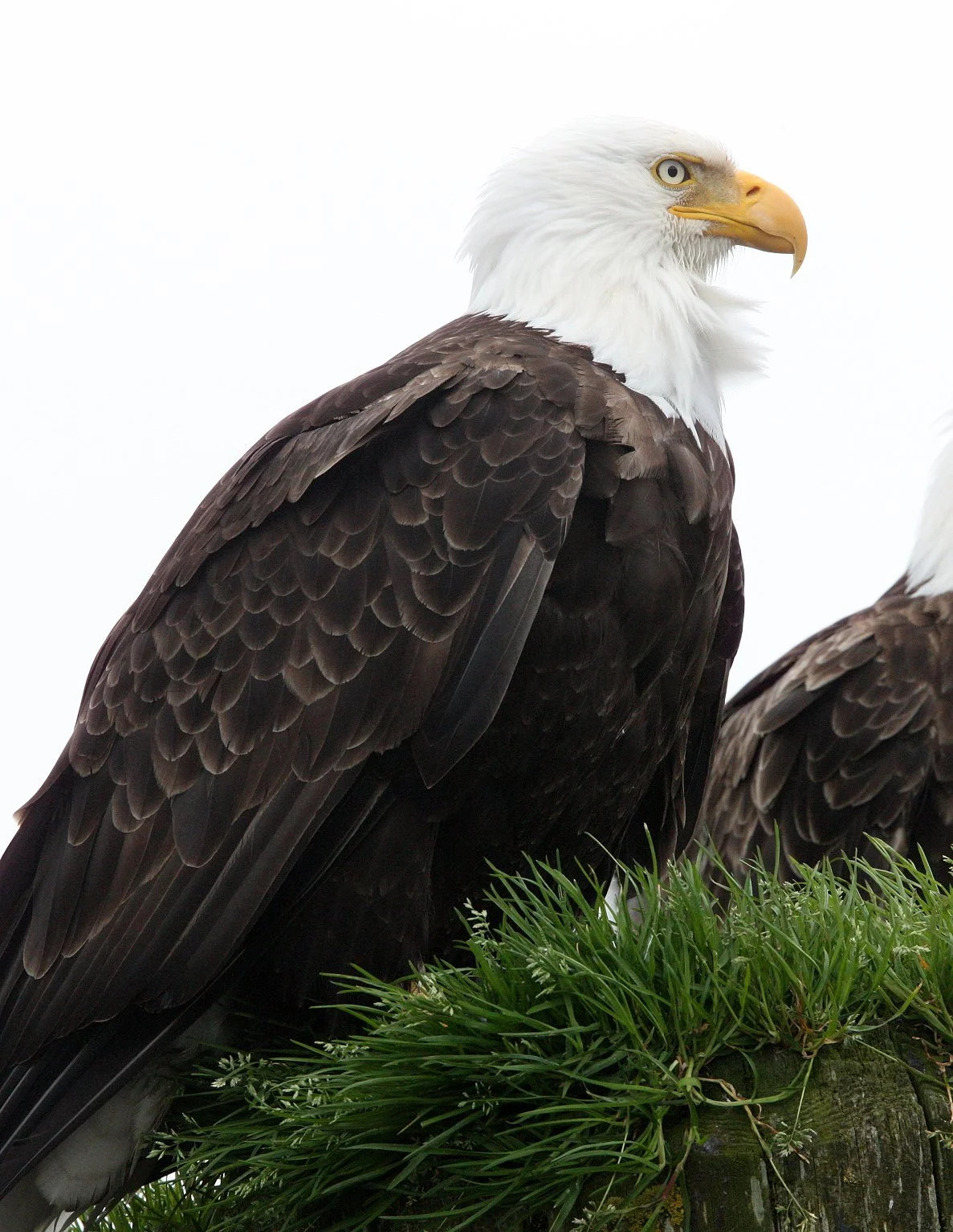Haliaeetus leucocephalus - AMERICAN BALD EAGLE - KNIGHT INLET BRITISH COLUMBIA (89).JPG