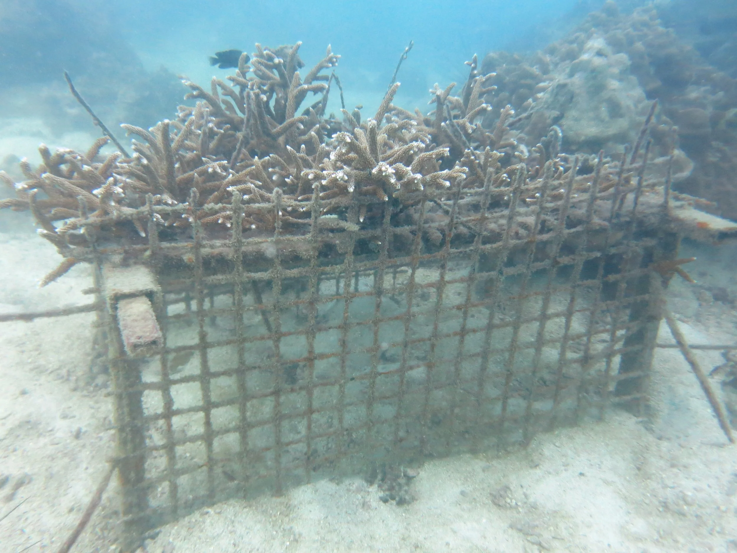 2016 BPS Satthahip Dive Trip with Marine Conservation Club (8).JPG