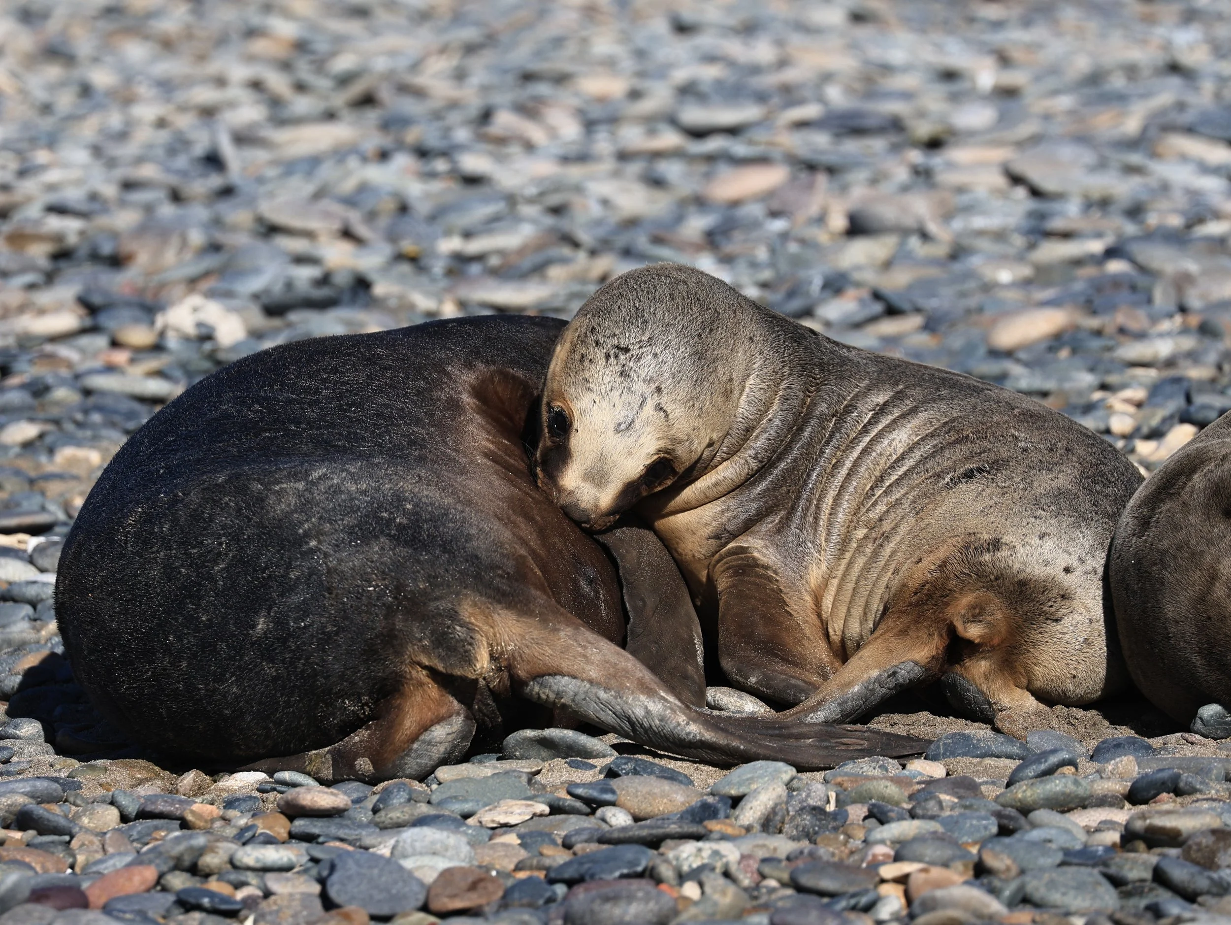 South American Sea Lion (Otaria flavescens) Puerto Rawson Argentina (48).jpg