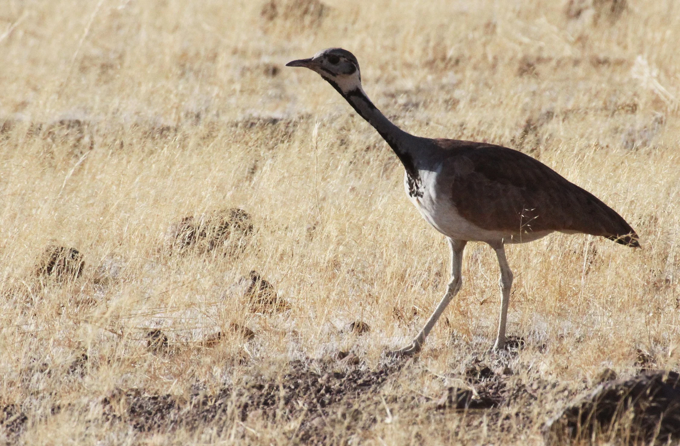 Ruppell's Korhaan (Eupodotis reupellii) Damaraland Namibia (13).JPG