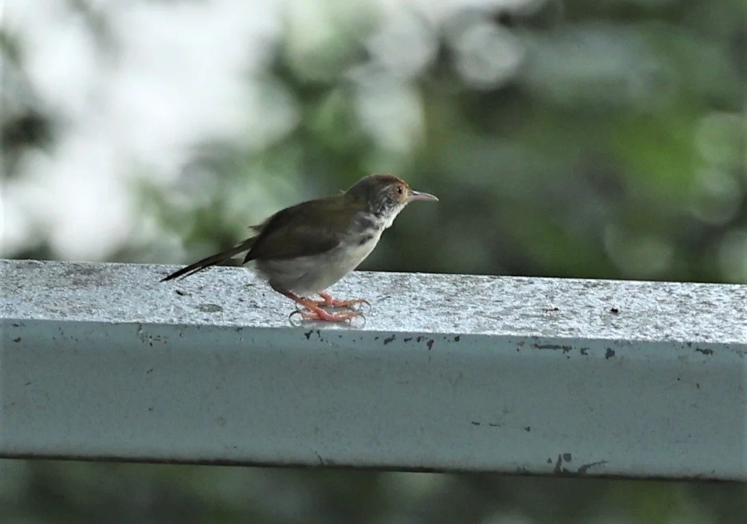 Orthotomus atrogularis - DARK-NECKED TAILORBIRD - TAMAN NEGARA MALAYSIA JUNE 2022 (2).jpg