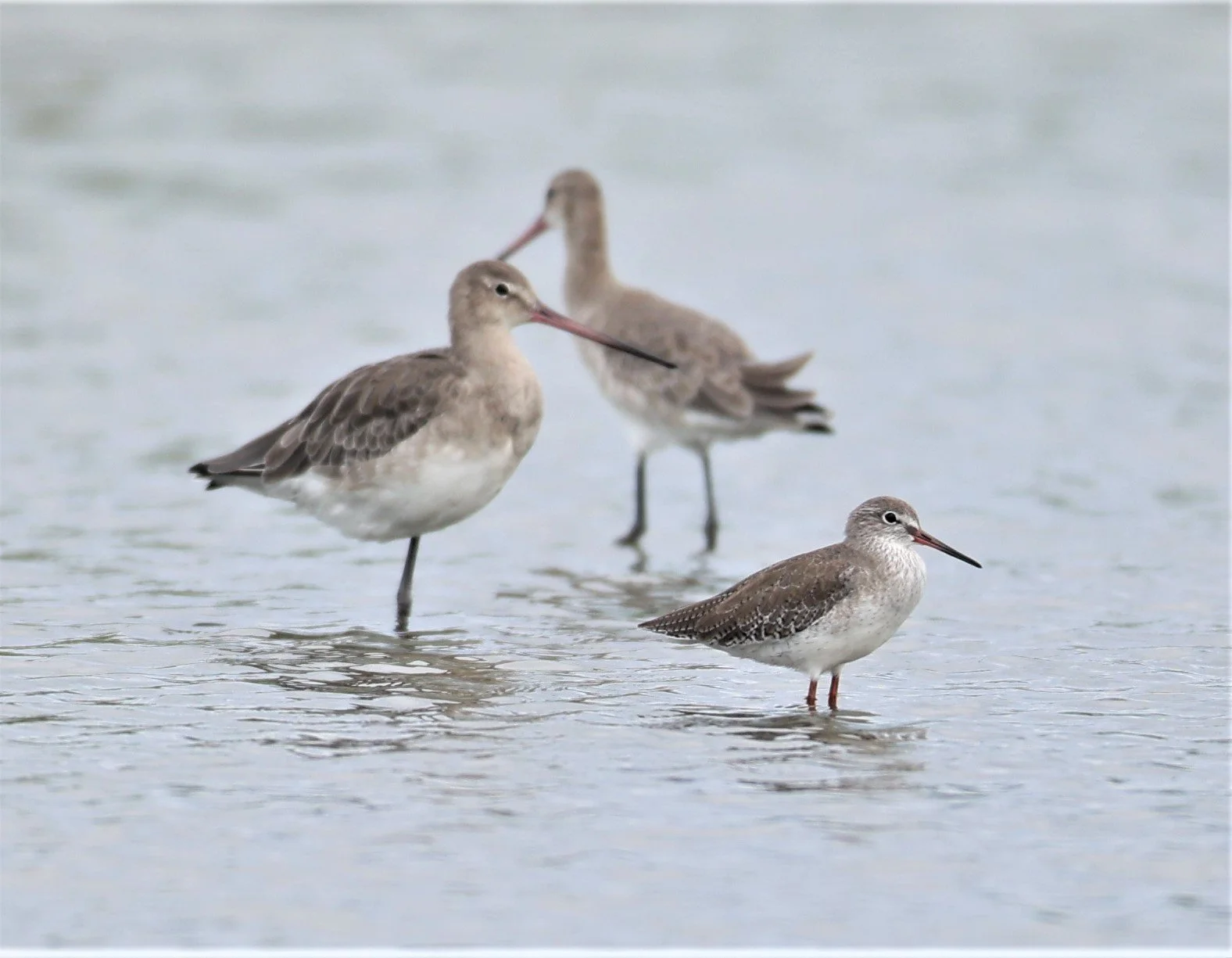 GODWIT - BLACK-TAILED GODWIT - Limosa limosa - WITH COMMON REDSHANK - BANG PAKONG SALT PANS CHACHOENGSAO WEST OF RIVER (13).jpg