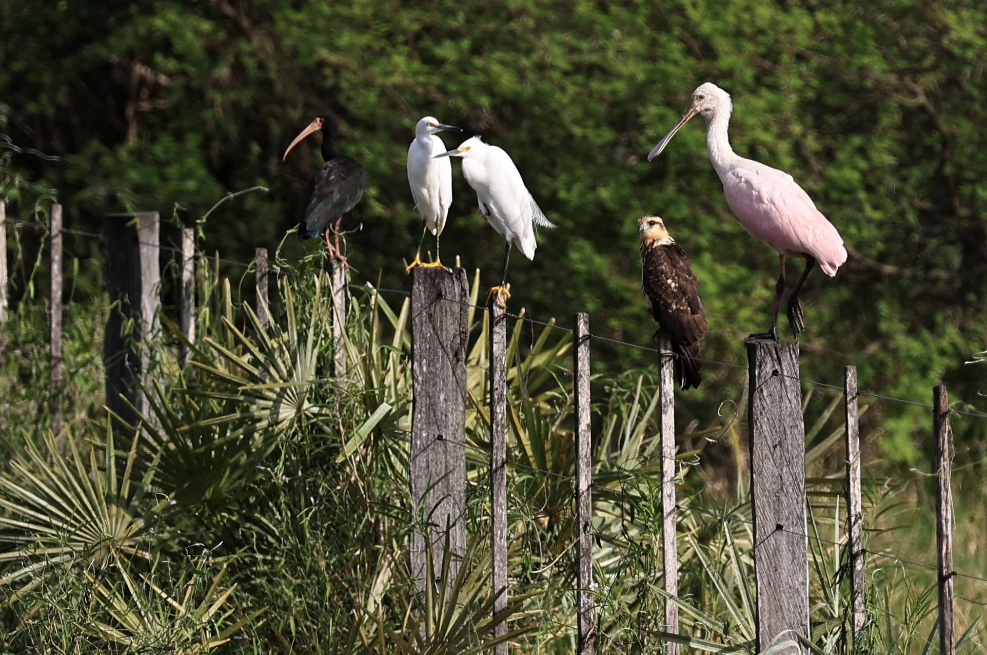 Roseate Spoonbill (Platalea ajaja) Wet Chaco Habitat - Wetlands along Road between Pozo Colorado & Asuncio (36).jpg
