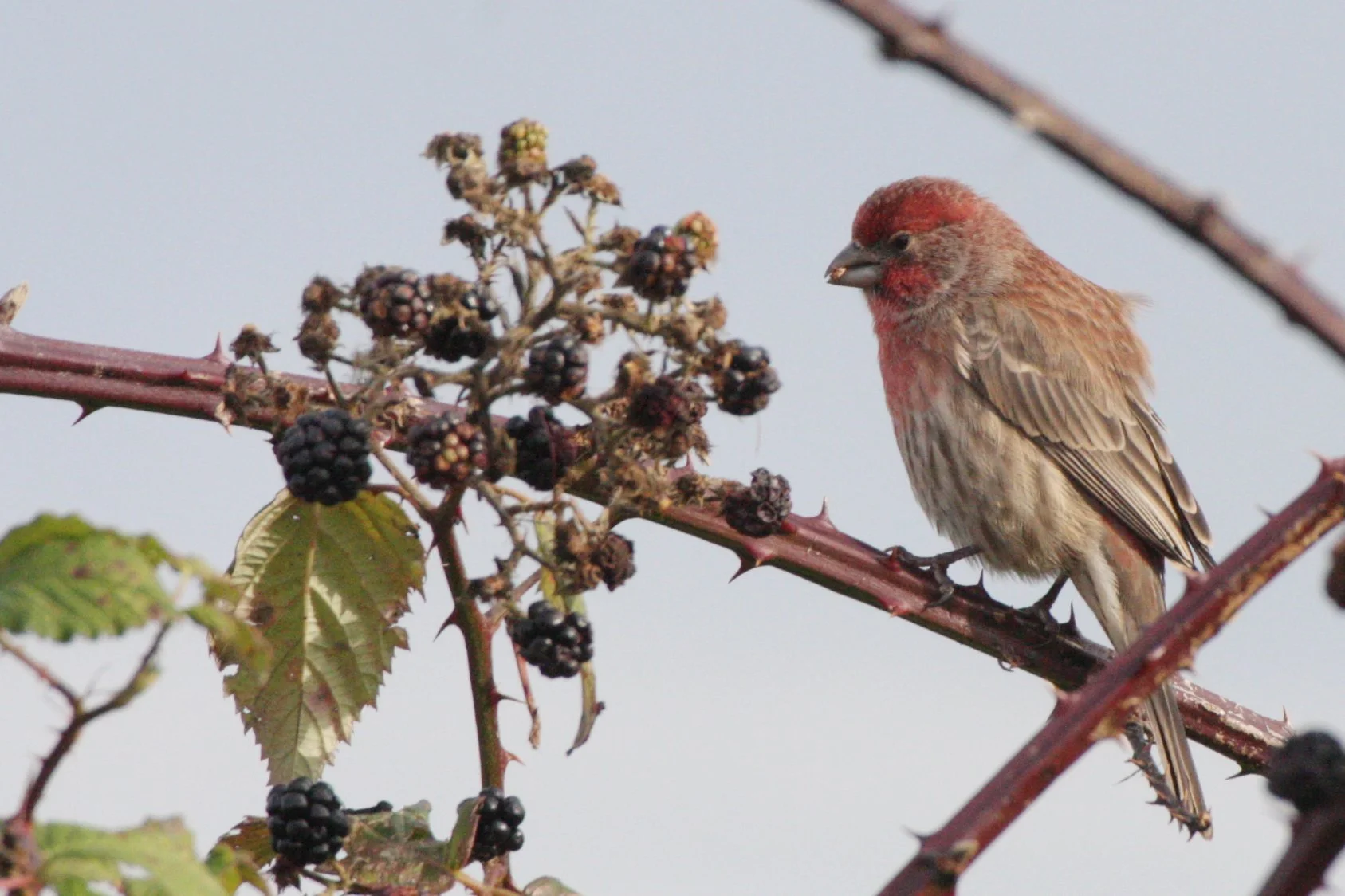 House Finch (Haemorhous mexicanus) Jamestown Washington (20).JPG