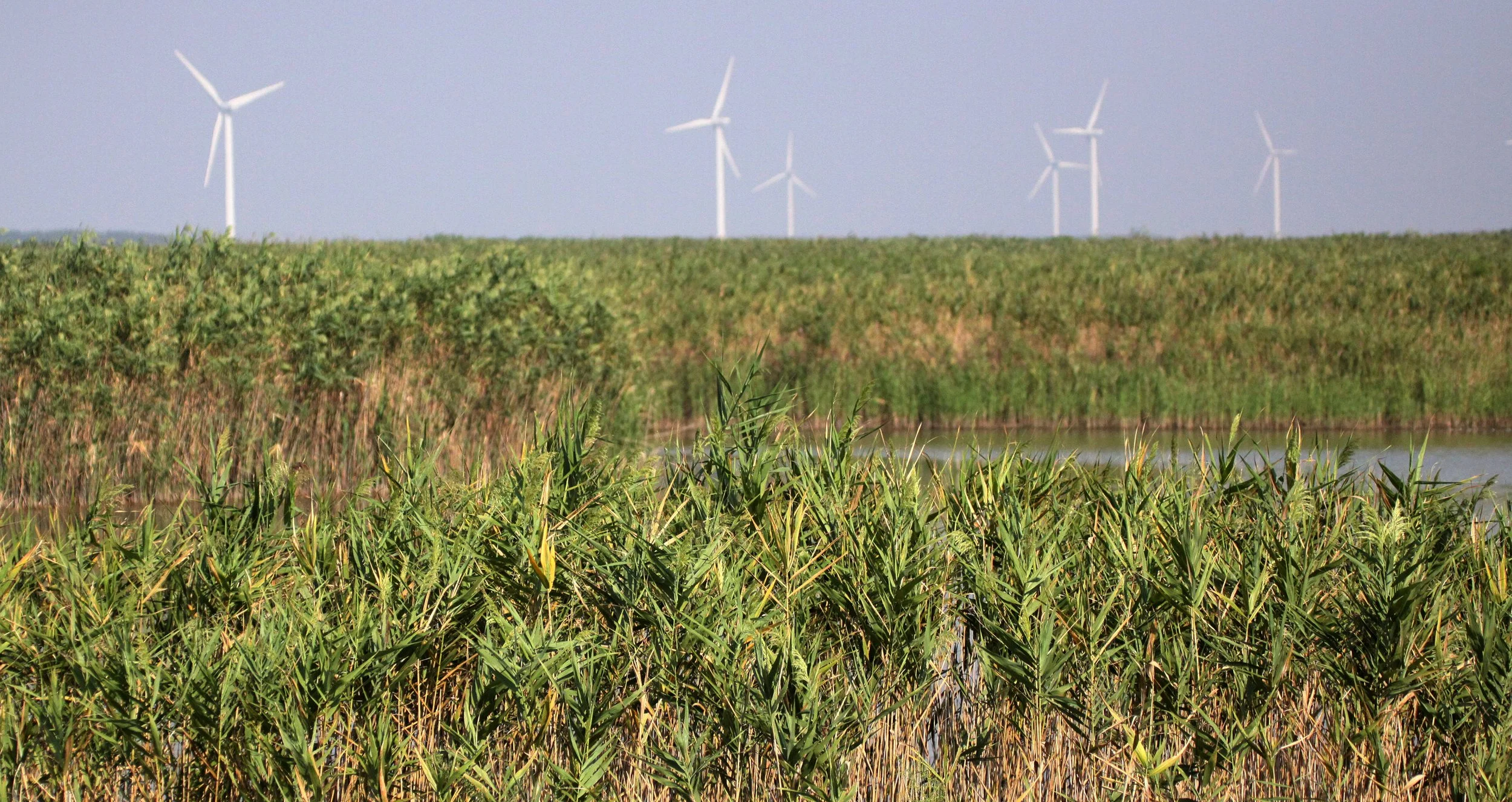 CHONGMING ISLAND - DONGTAN WETLANDS RESERVE - WINDFARMS (1).JPG