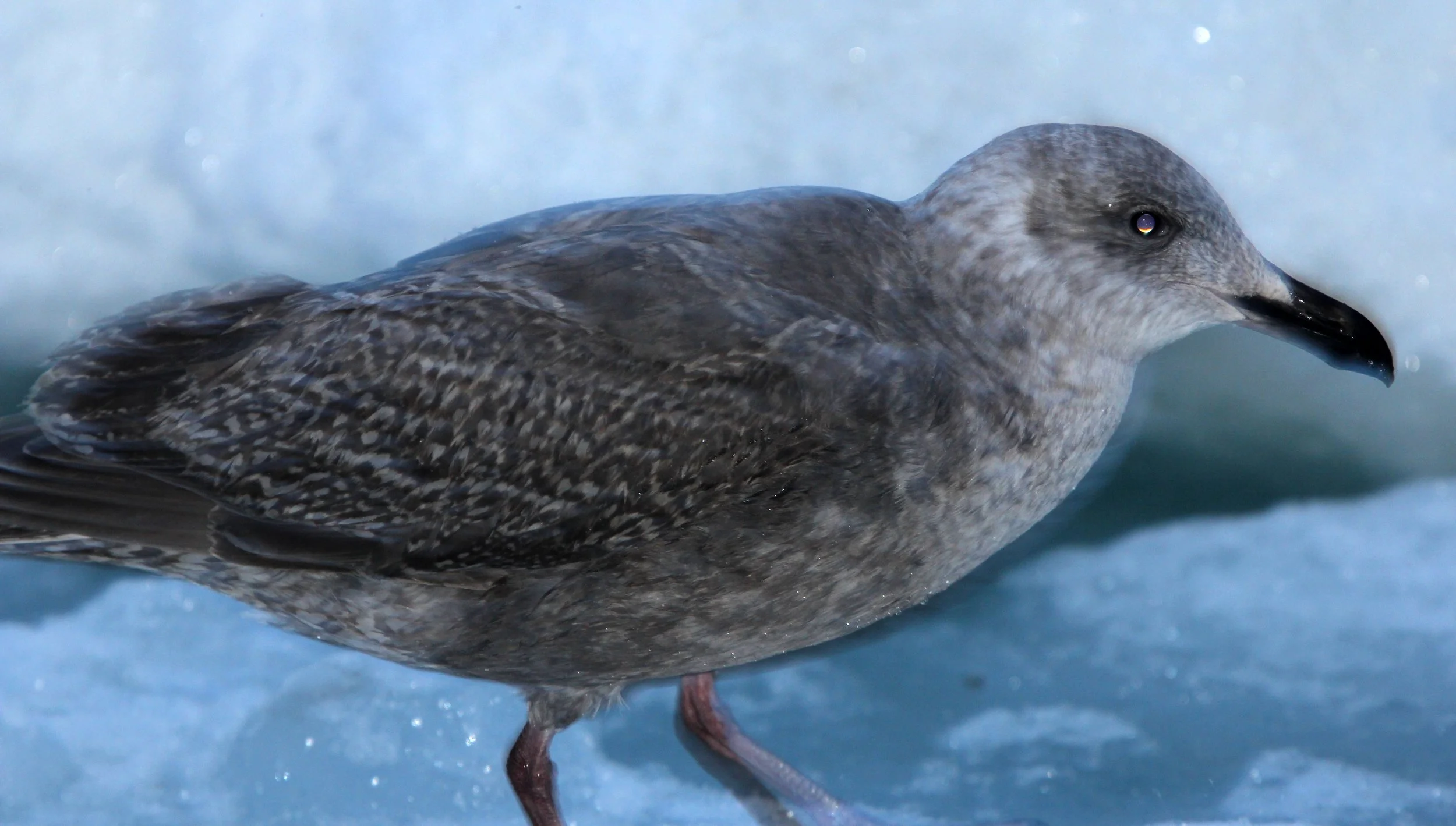 BIRD - GULL - SLATY-BACKED GULL - RAUSU, SHIRETOKO PENINSULA & NATIONAL PARK, HOKKAIDO JAPAN.JPG