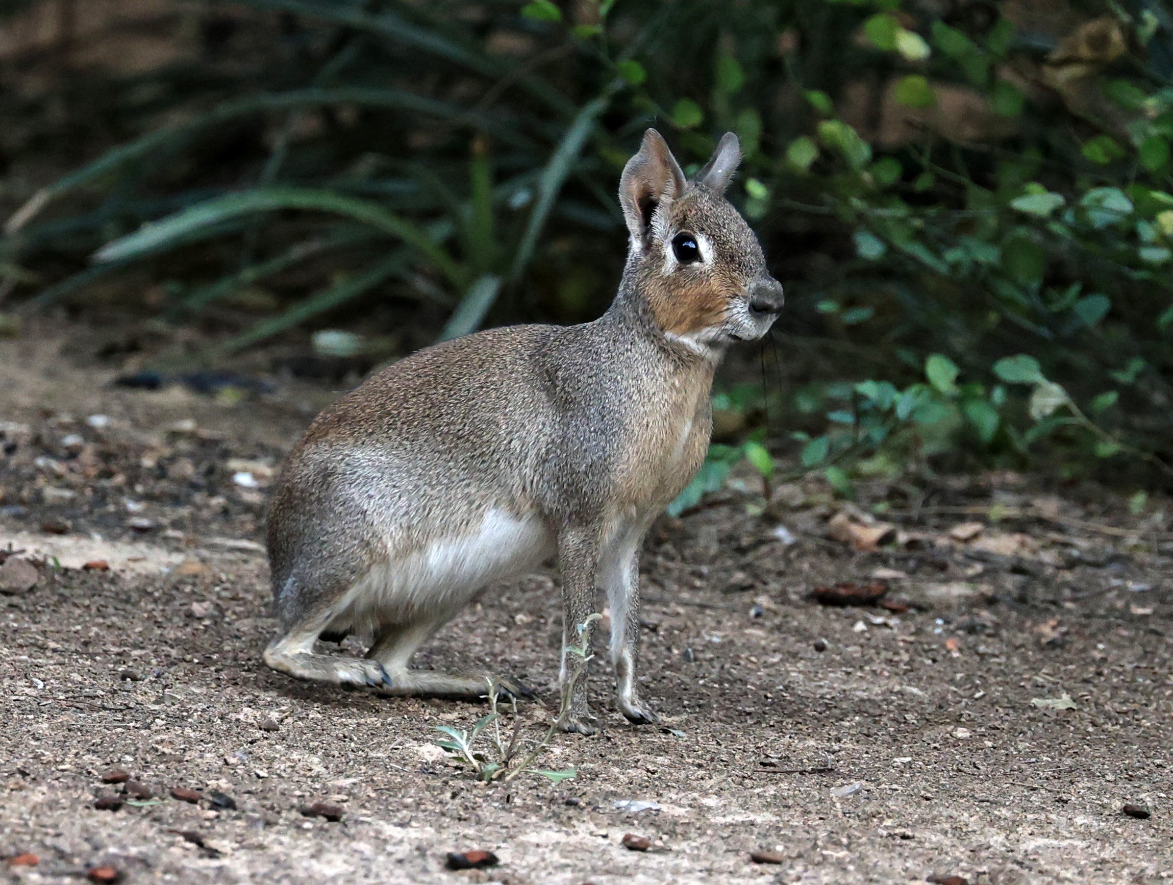 Chacoan Mara (Dolichotis salinicola) Hotel Campestre Iparoma Paraguay (27).jpg