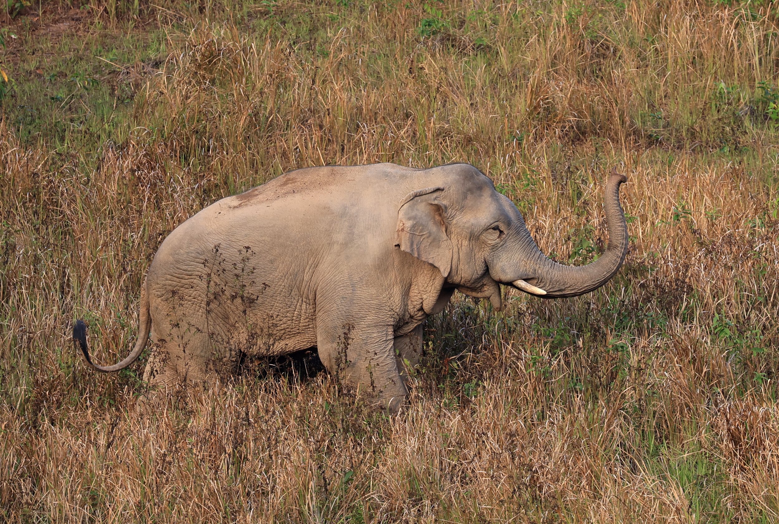 Asian Elephant (Elephas maximus) Khao Yai National Park, Thailand (112).jpg