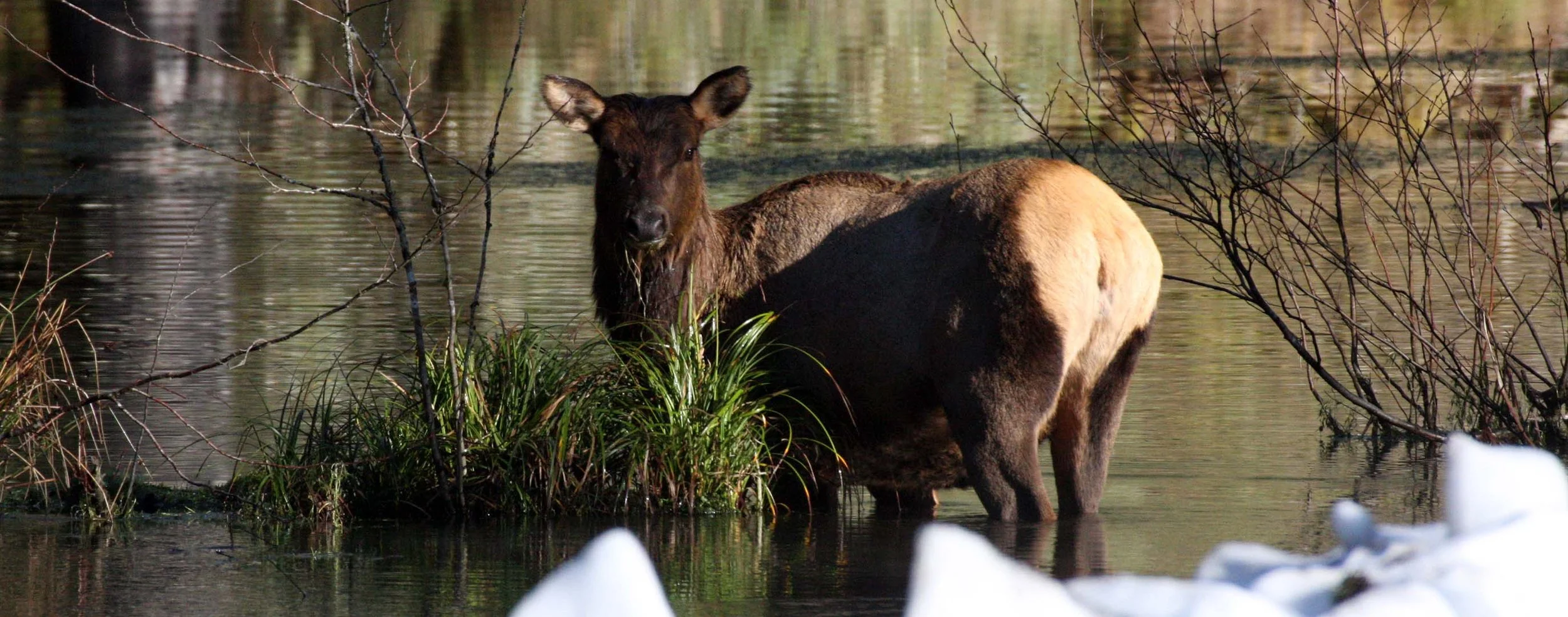 CERVID - ELK- ROOSEVELT ELK - HOH RAINFOREST WA (4).JPG