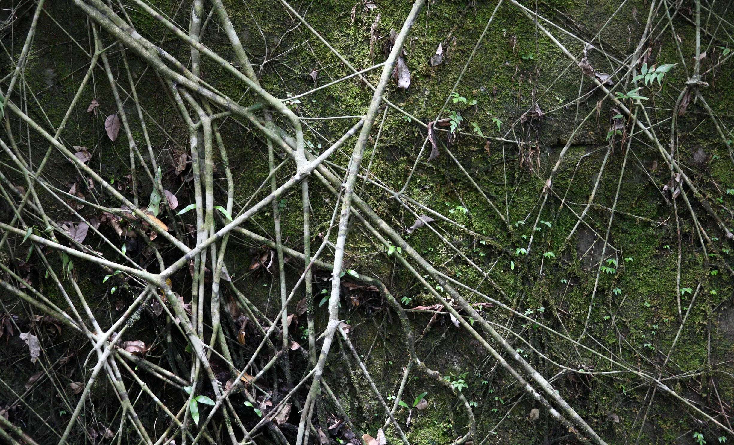 BENG MEALEA - CAMBODIA - JULY 2010 (39).JPG
