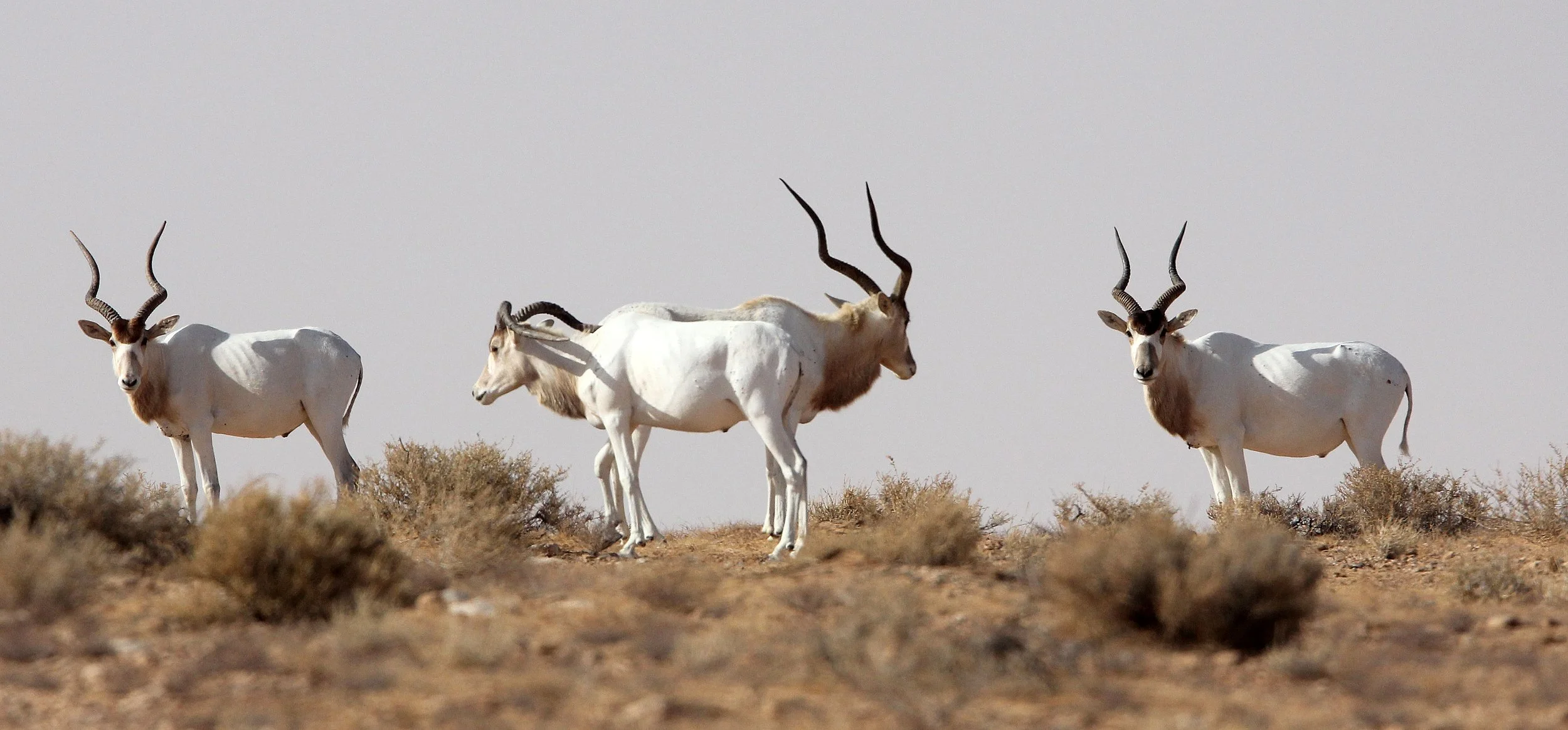 ADDAX - Addax nasomaculatus - JEBIL NATIONAL PARK TUNISIA (130).JPG