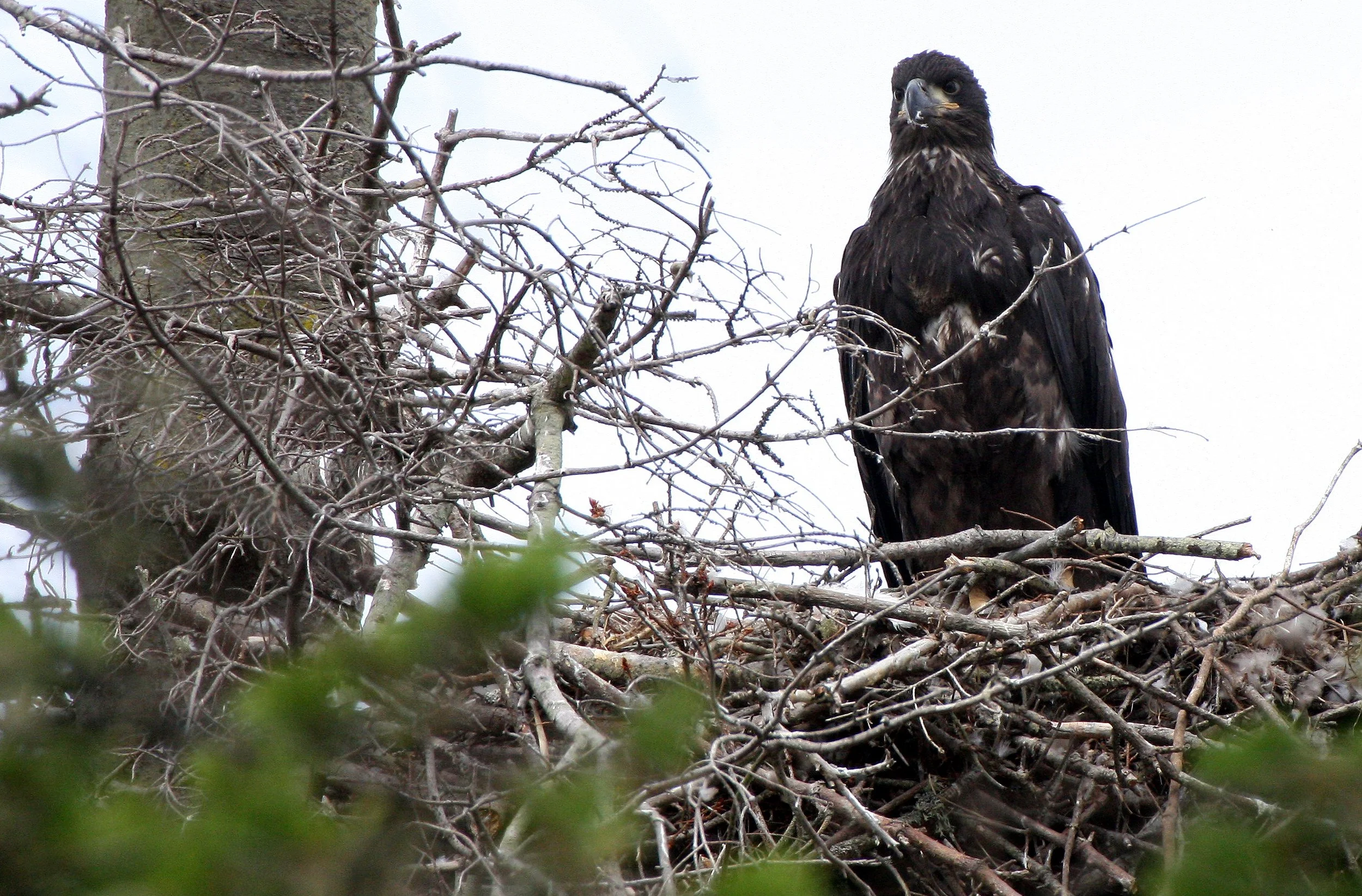Haliaeetus leucocephalus - AMERICAN BALD EAGLE - CHICKS - CLINE SPIT OVERLOOK - SEQUIM DUNGENESS BLUFFS (35).JPG