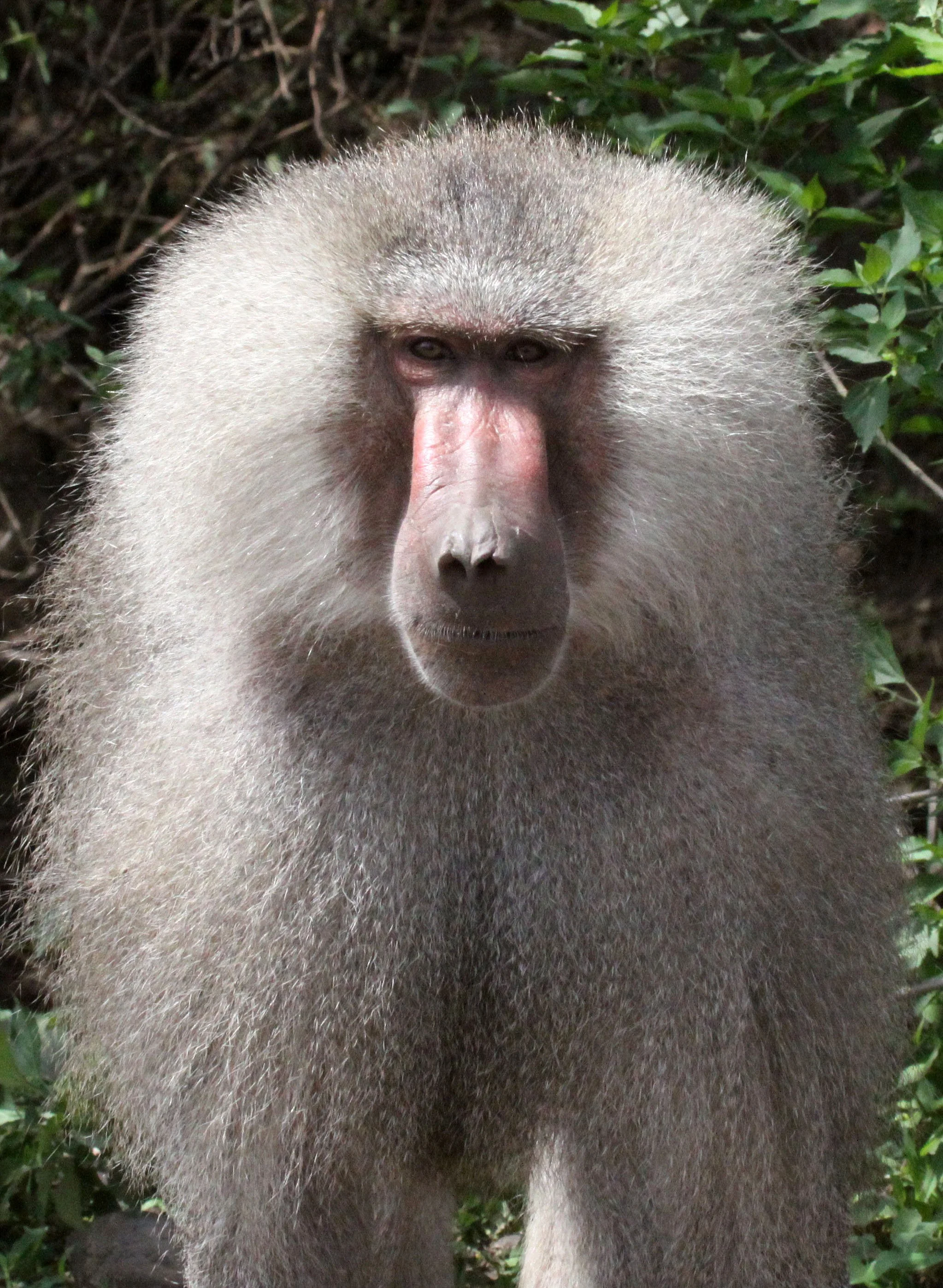 CERCOPITHECIDAE - Papio hamadryas - HAMADRYAS BABOON - AWASH NATIONAL PARK ETHIOPIA (180).JPG