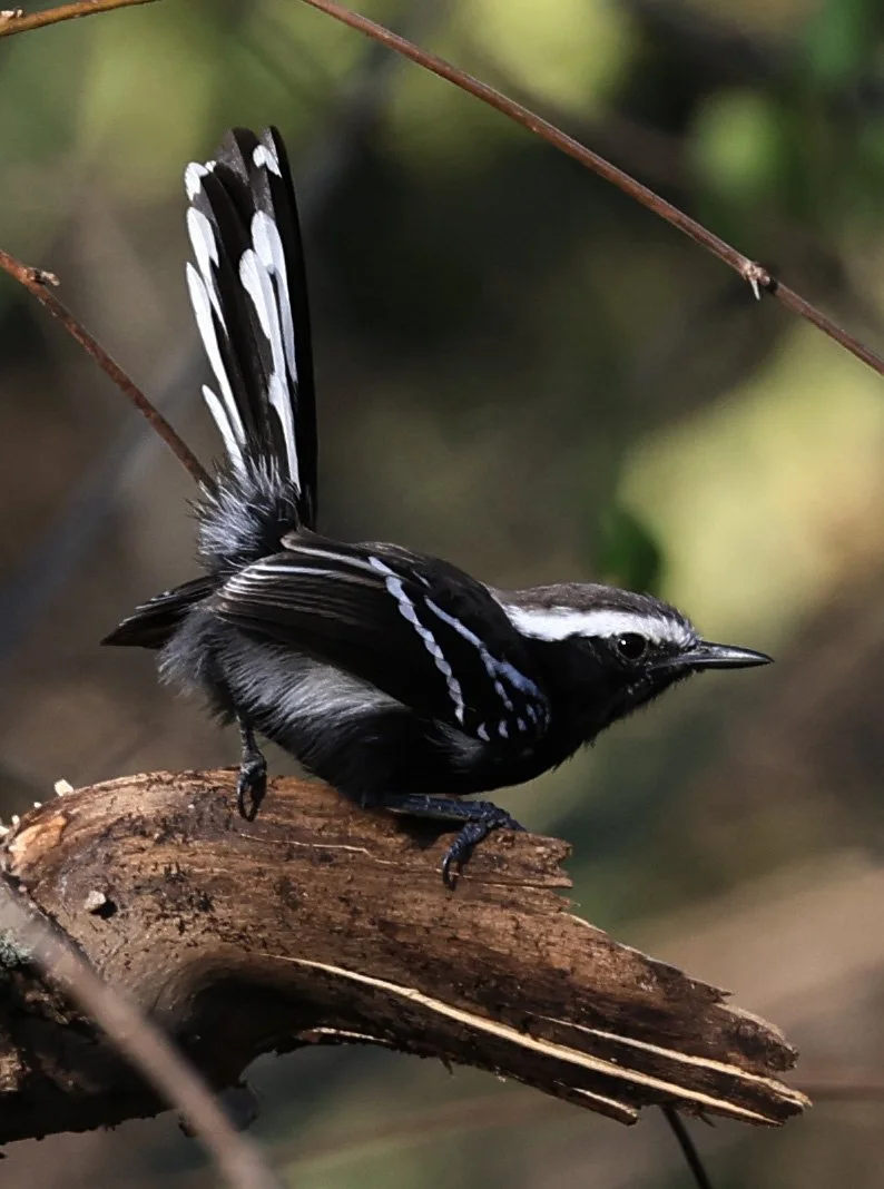 Family Thamnophilidae:  Typical Antbirds