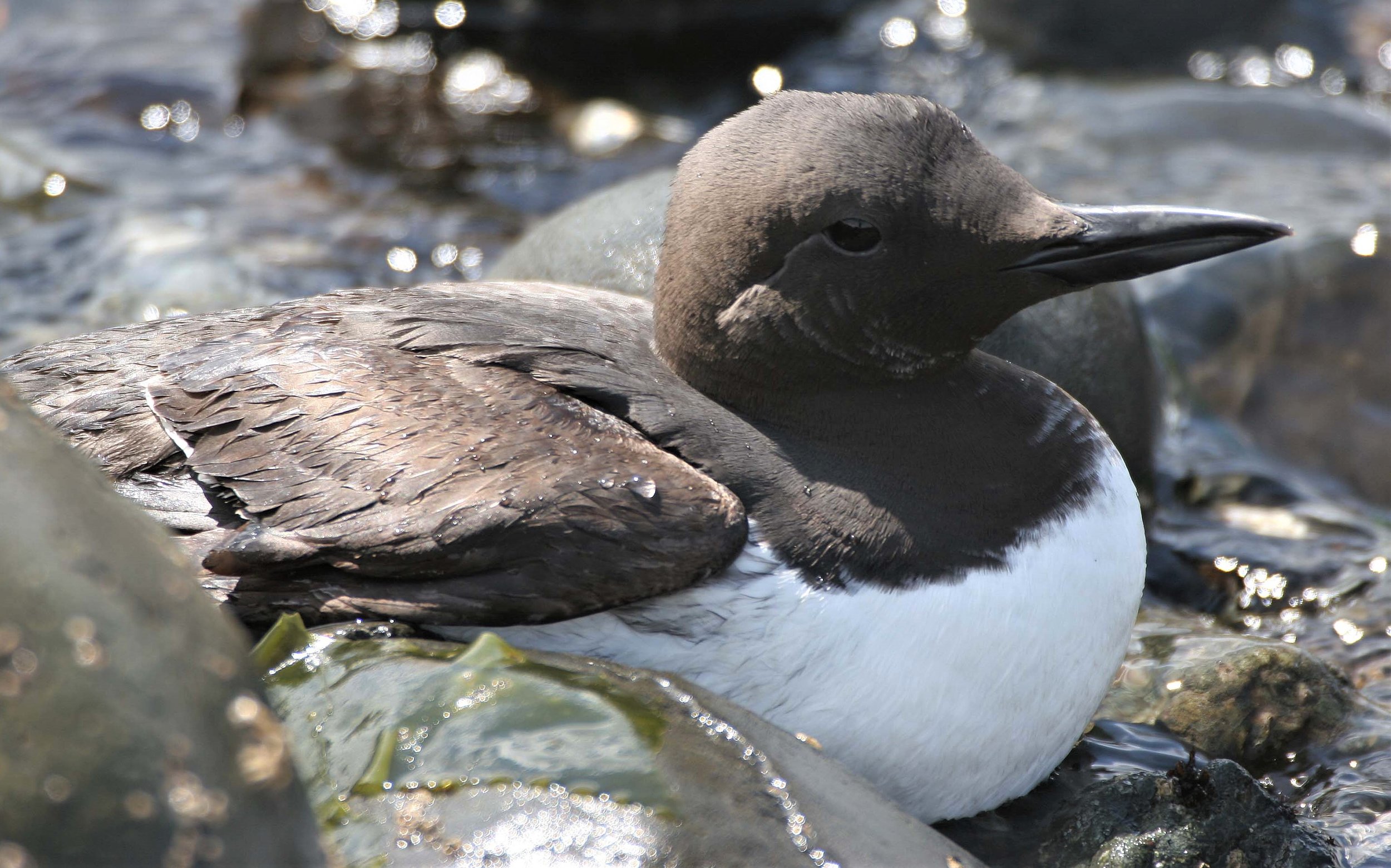 Uria aalge - COMMON MURRE - FRESHWATER BAY aa.jpg
