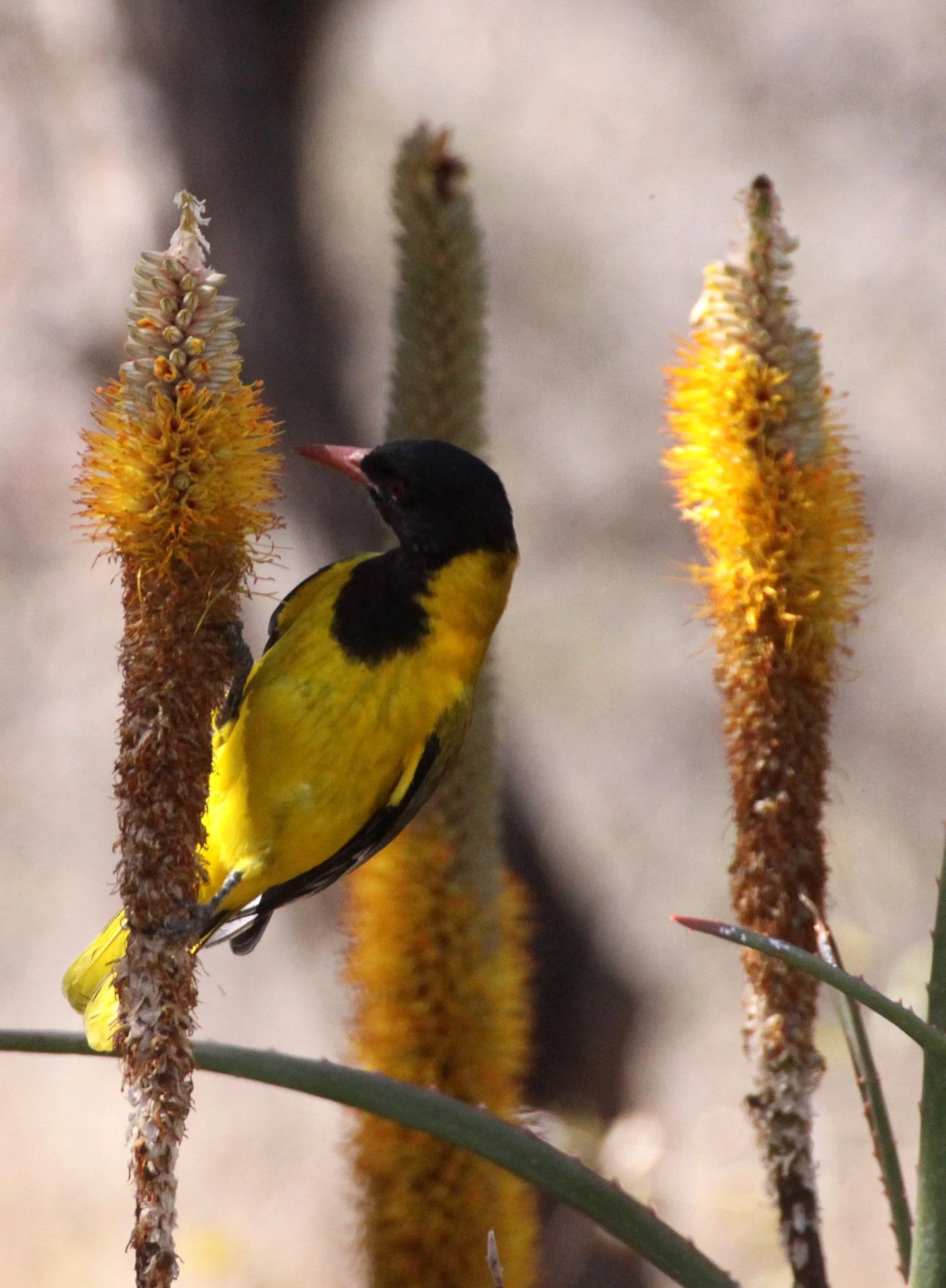 Eastern Black-headed Oriole (Oriolus larvatus) Kruger NP South Africa (2).JPG