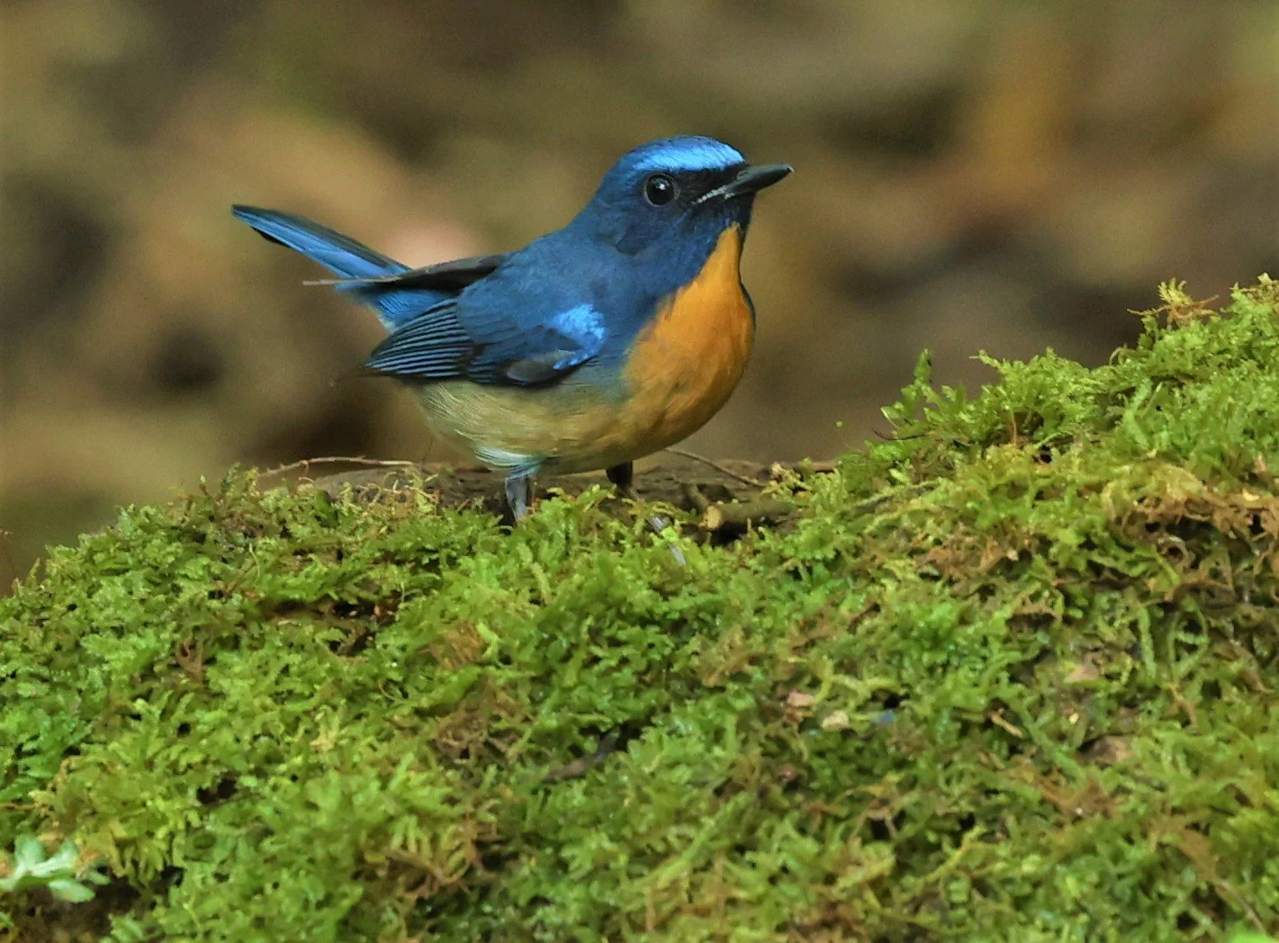 FLYCATCHER - CHINESE BLUE FLYCATCHER - Cyornis glaucicomans - PETCHABURI PROVINCE - NUY HIDE NEAR KAENG KRACHAN JAN 2022 (27).jpg