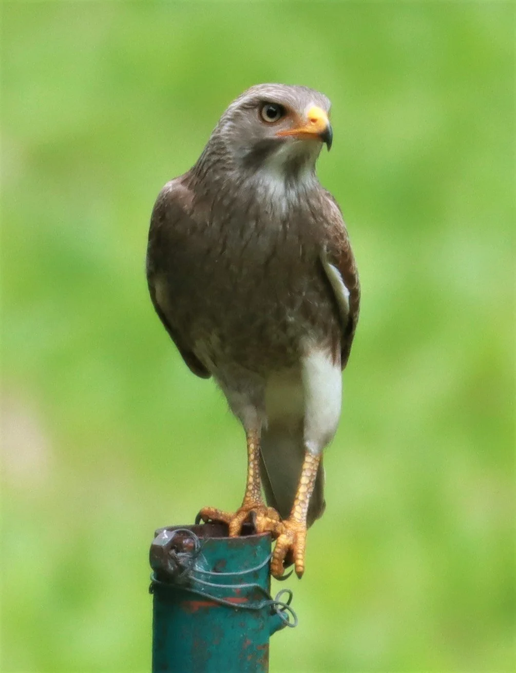 BUZZARD - RUFOUS-WINGED BUZZARD - Butastur liventer - CHONG YEN CAMPSITE MAE WONG NATIONAL PARK (19).jpg