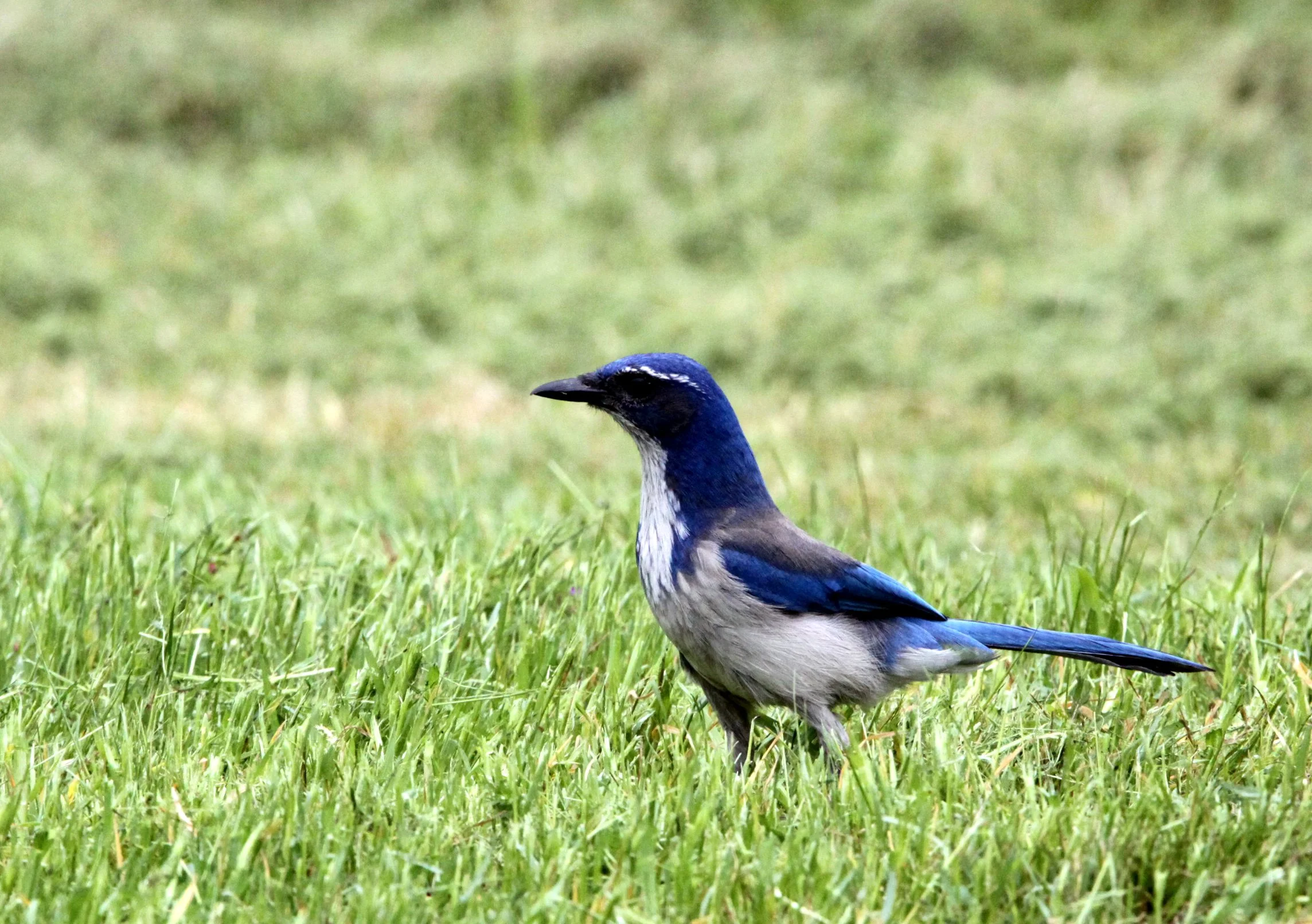 BIRD - JAY - SCRUB JAY - PINNACLES NATIONAL MONUMENT CALIFORNIA (4).JPG