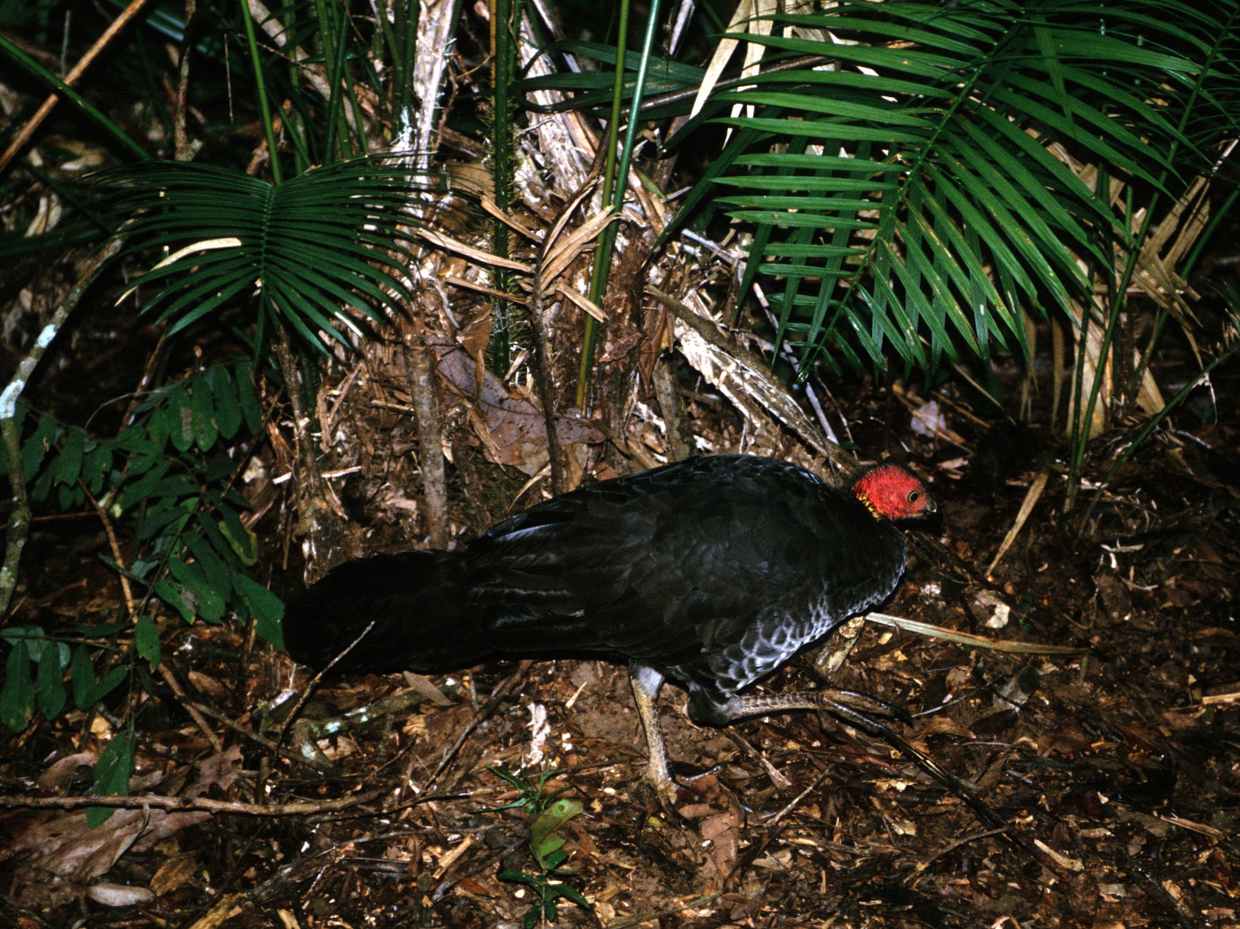 BIRD - AUSTRALIAN BUSH TURKEY - CAPE YORK AUSTRALIA (5).jpg