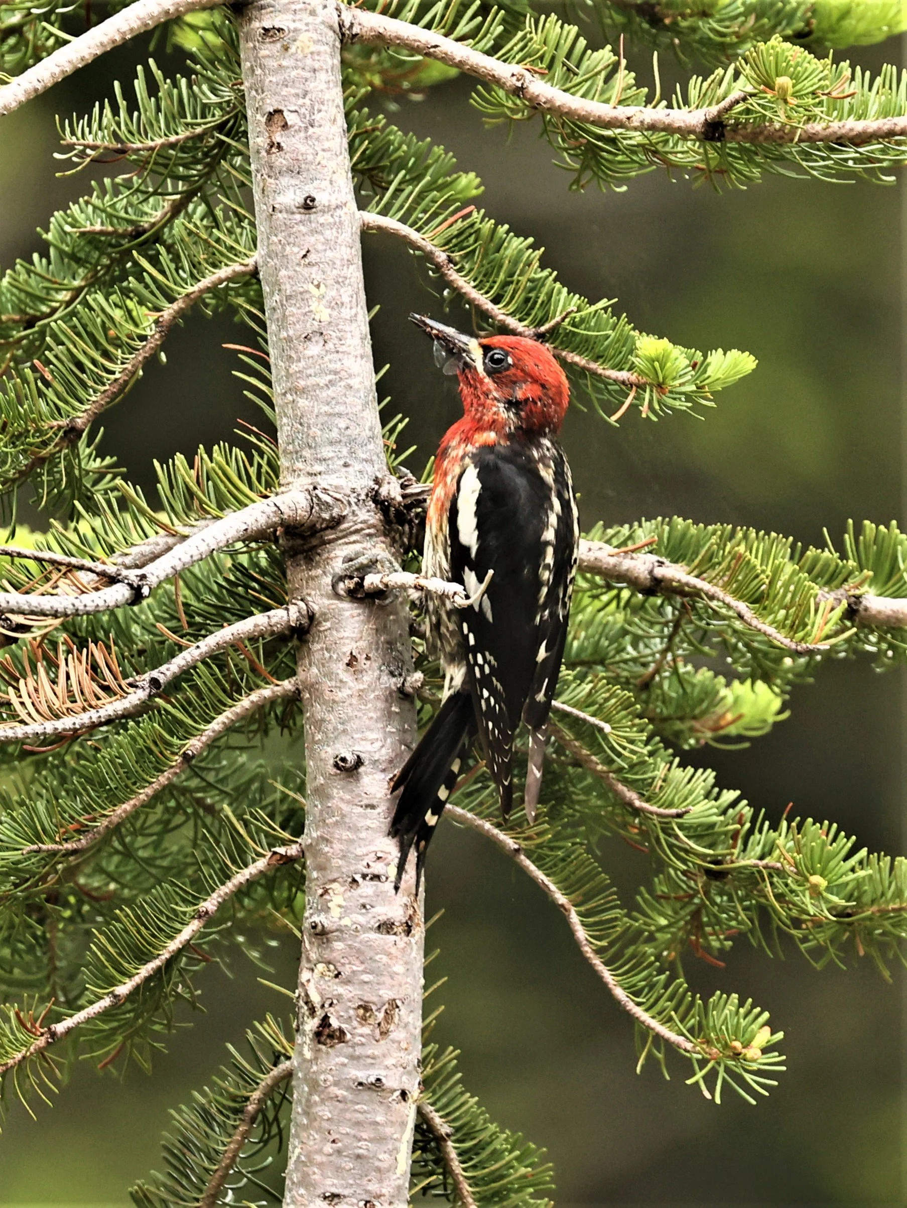 Sphyrapicus ruber - RED-BREASTED SAPSUCKER - MOUNT RAINIER NATIONAL PARK WASHINGTON (8).jpg