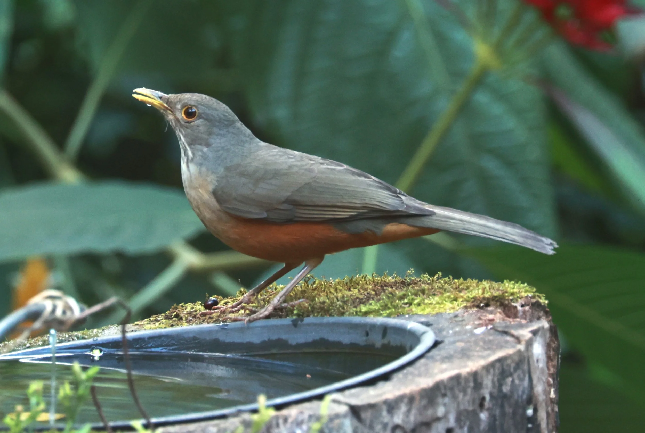 Rufous-bellied Thrush (Turdus rufiventris) Alfonso Claudio, Espirito Santo Brazil (6).JPG