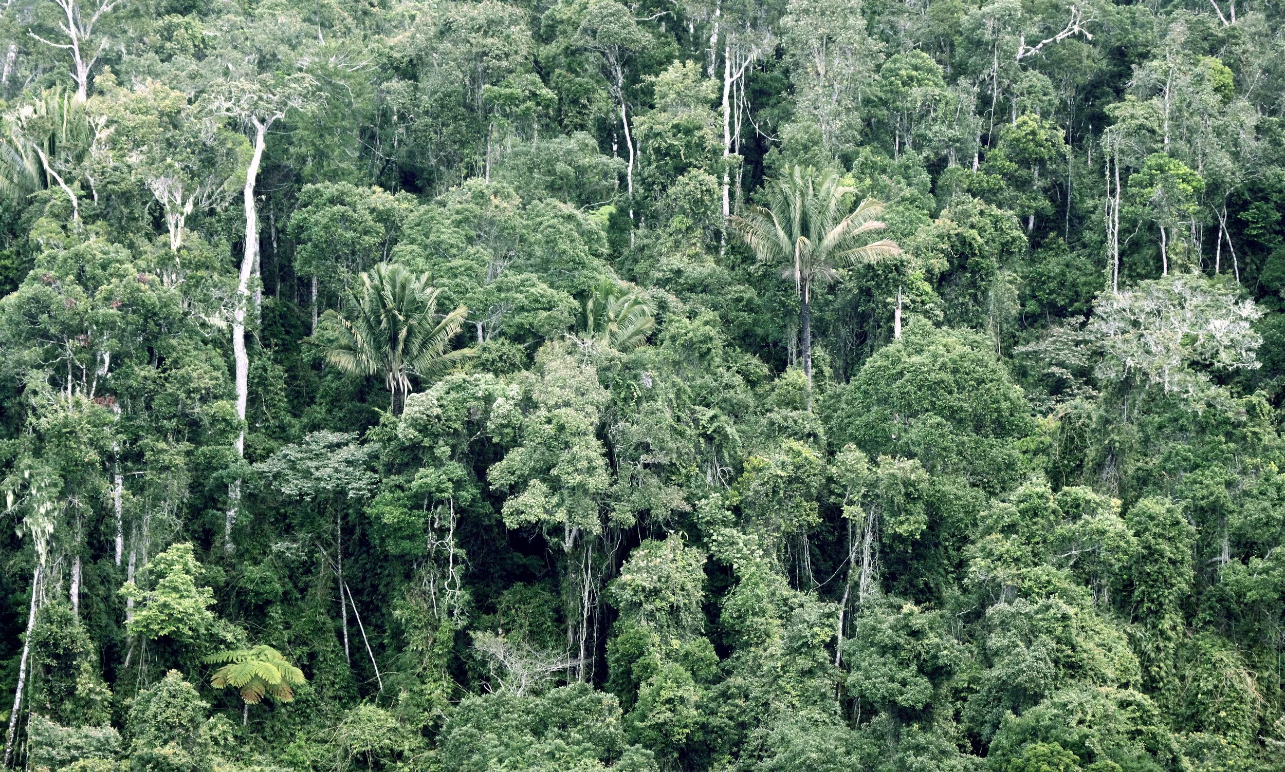 ANDISABE NATIONAL PARK MADAGASCAR - PRIMARY FOREST VIEWS (14).JPG