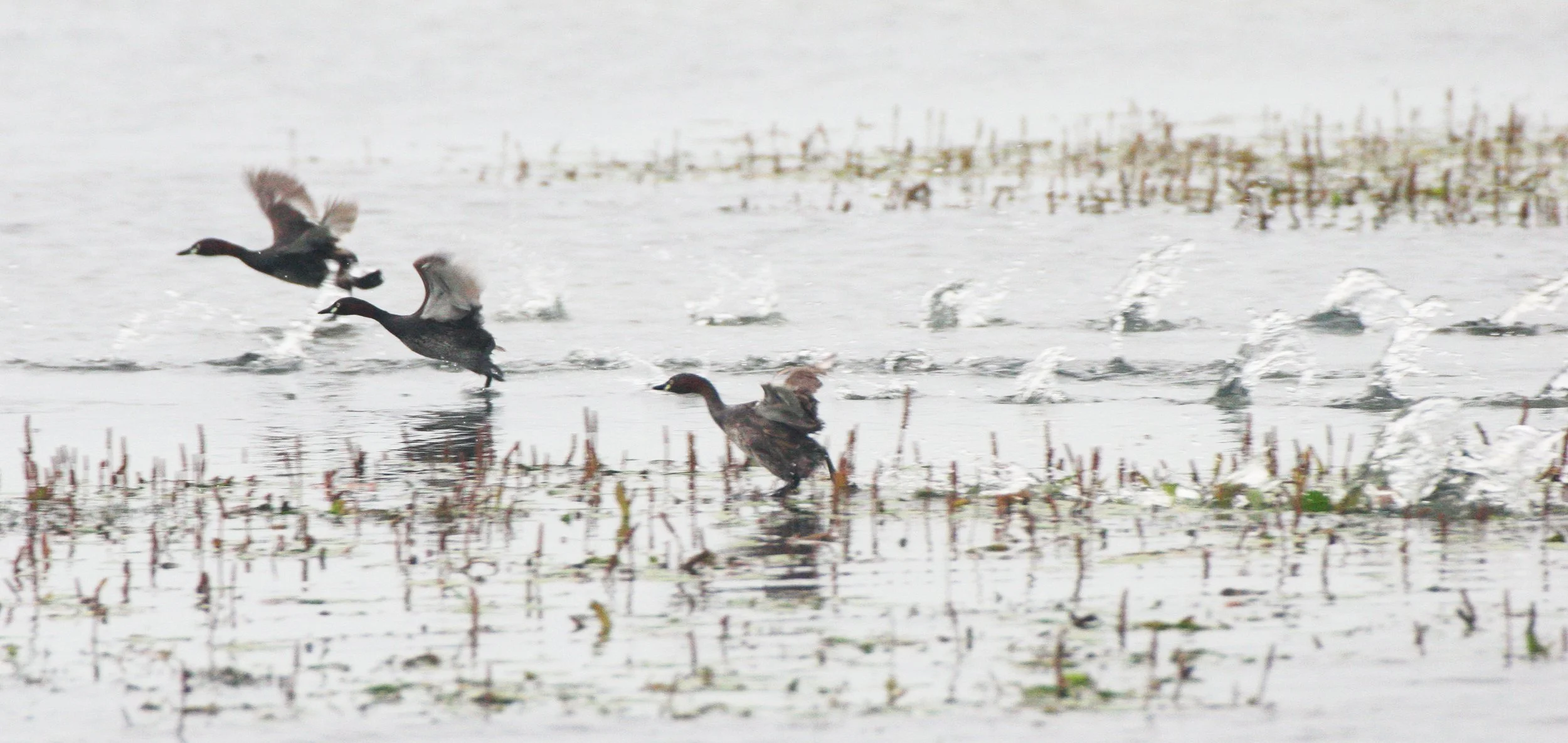 Little Grebe (Tachybaptus ruficollis) Bueng Boraphet Wetlands Nakhon Sawan Thailand (78).JPG