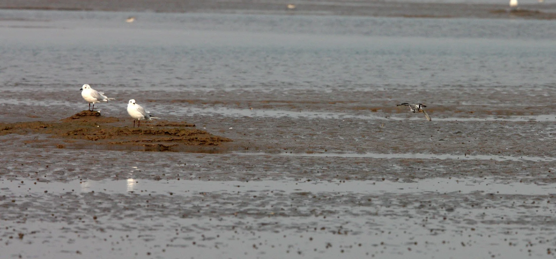 BIRD - GULL - SAUNDERS'S GULL - WITH SPOON-BILLED SANDPIPERS IN FLIGHT -  NANKOU, RUDONG, CHINA (4).JPG