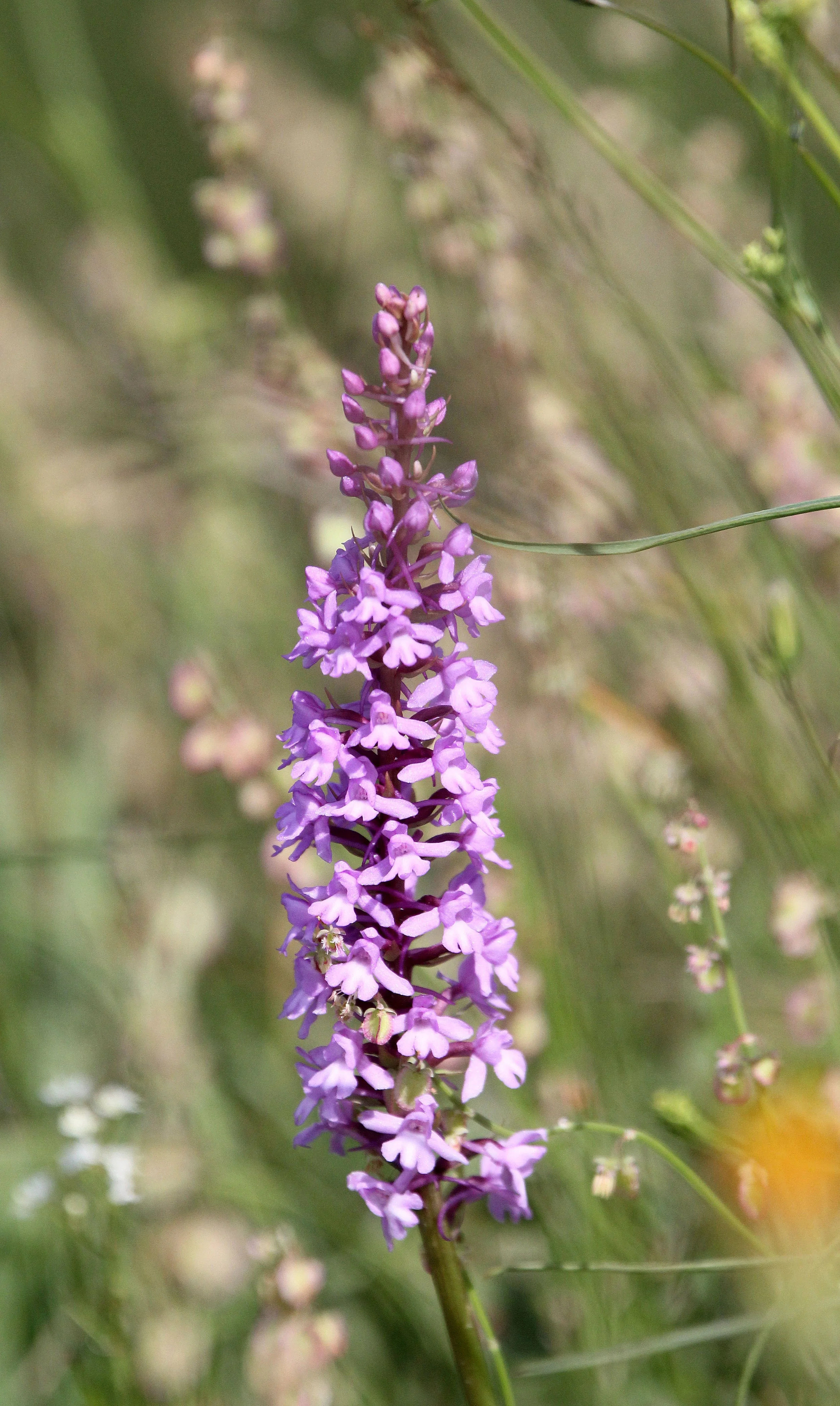 VERCORS NATIONAL PARK FRANCE (21).JPG