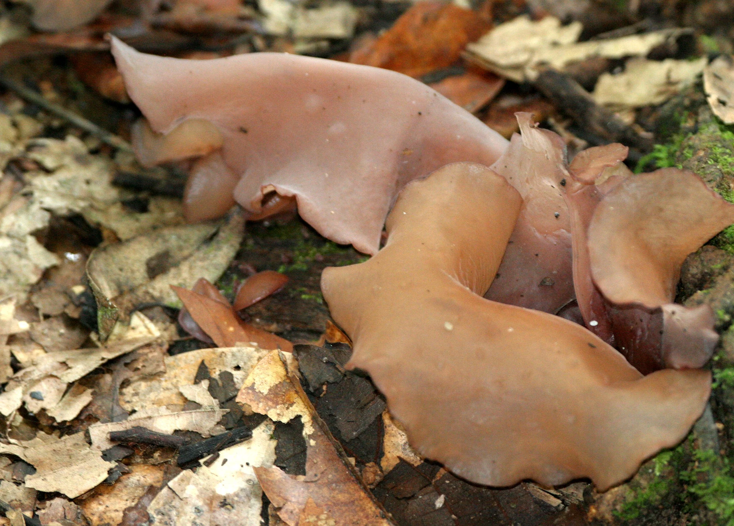 DANUM VALLEY BORNEO - FUNGI SPECIES (5).JPG