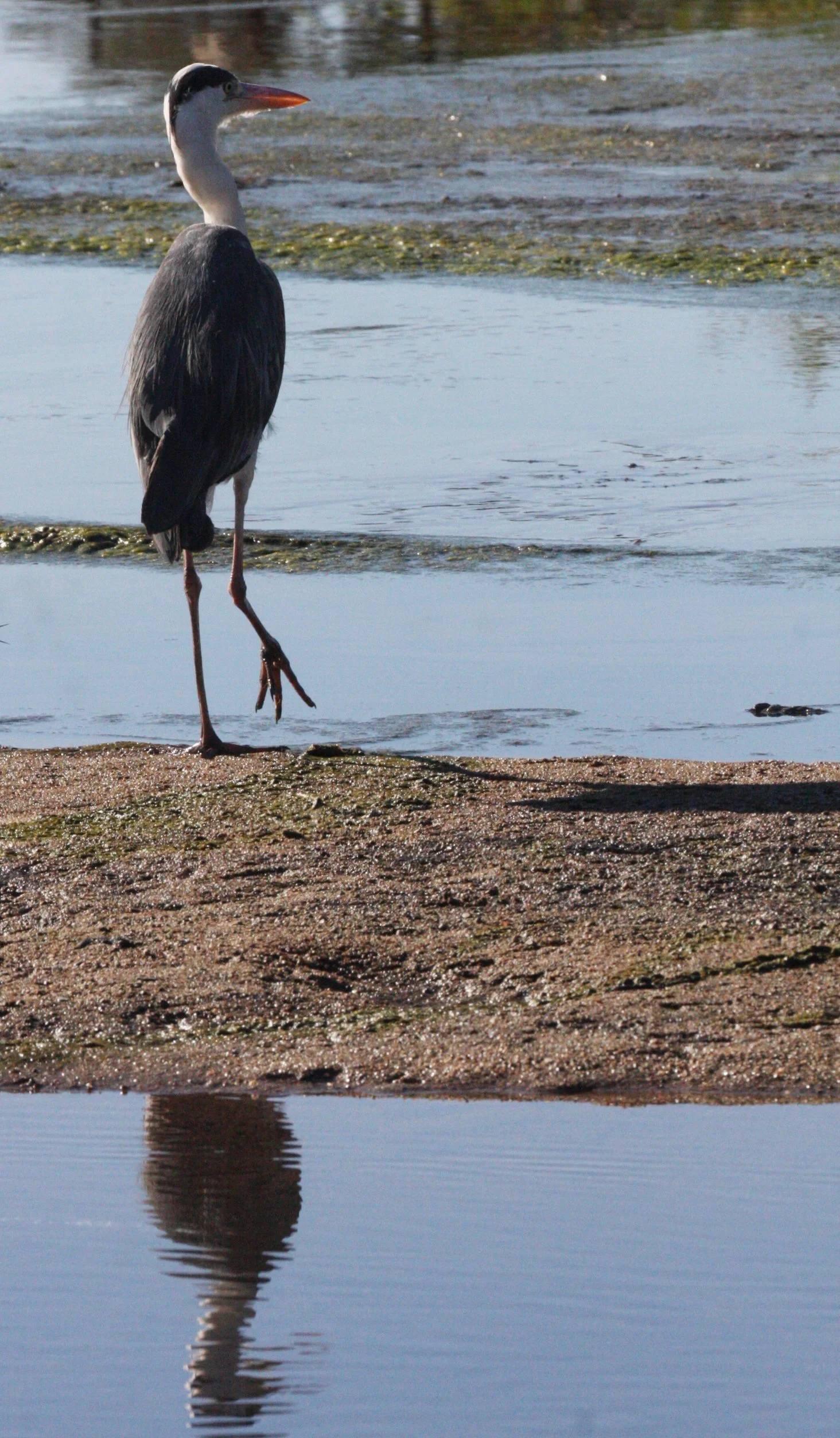 HERON - BLACK-HEADED HERON - Ardea melanocephala - SAINT LUCIA WETLANDS RESERVE - SOUTH AFRICA (4).JPG