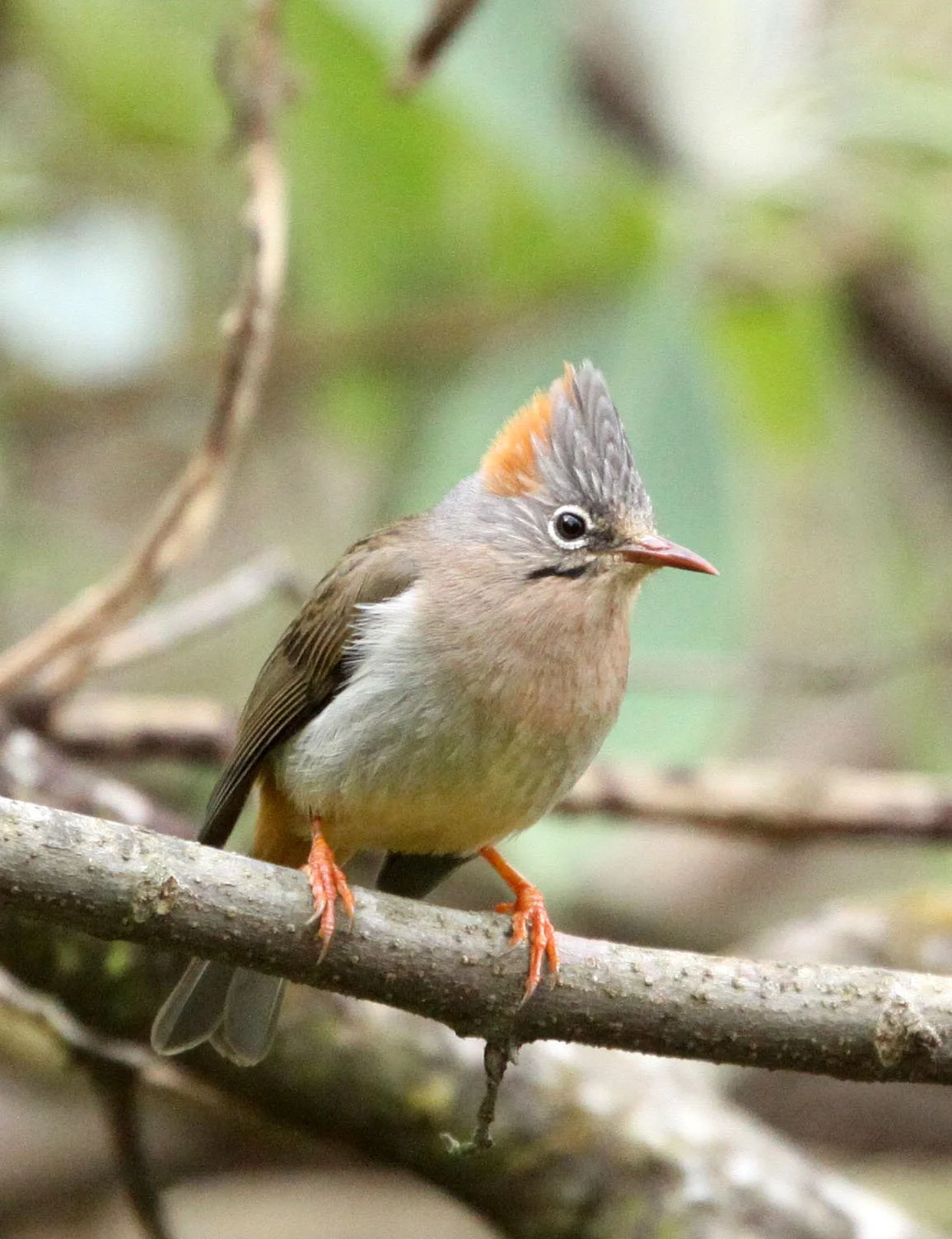 Rufous-vented Yuhina (Yuhina occipitalis) Wuliangshan Reserve, Yunnan China 