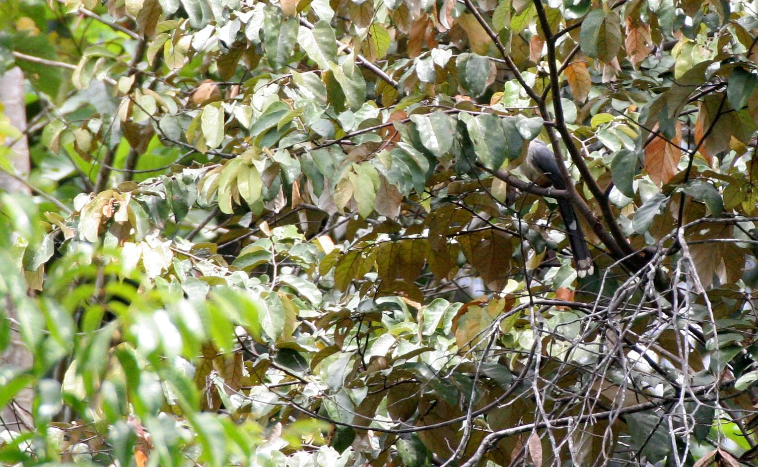 Red-billed Malkoha (Phaenicophaeus javanicus) Danum Valley Borneo (3).JPG