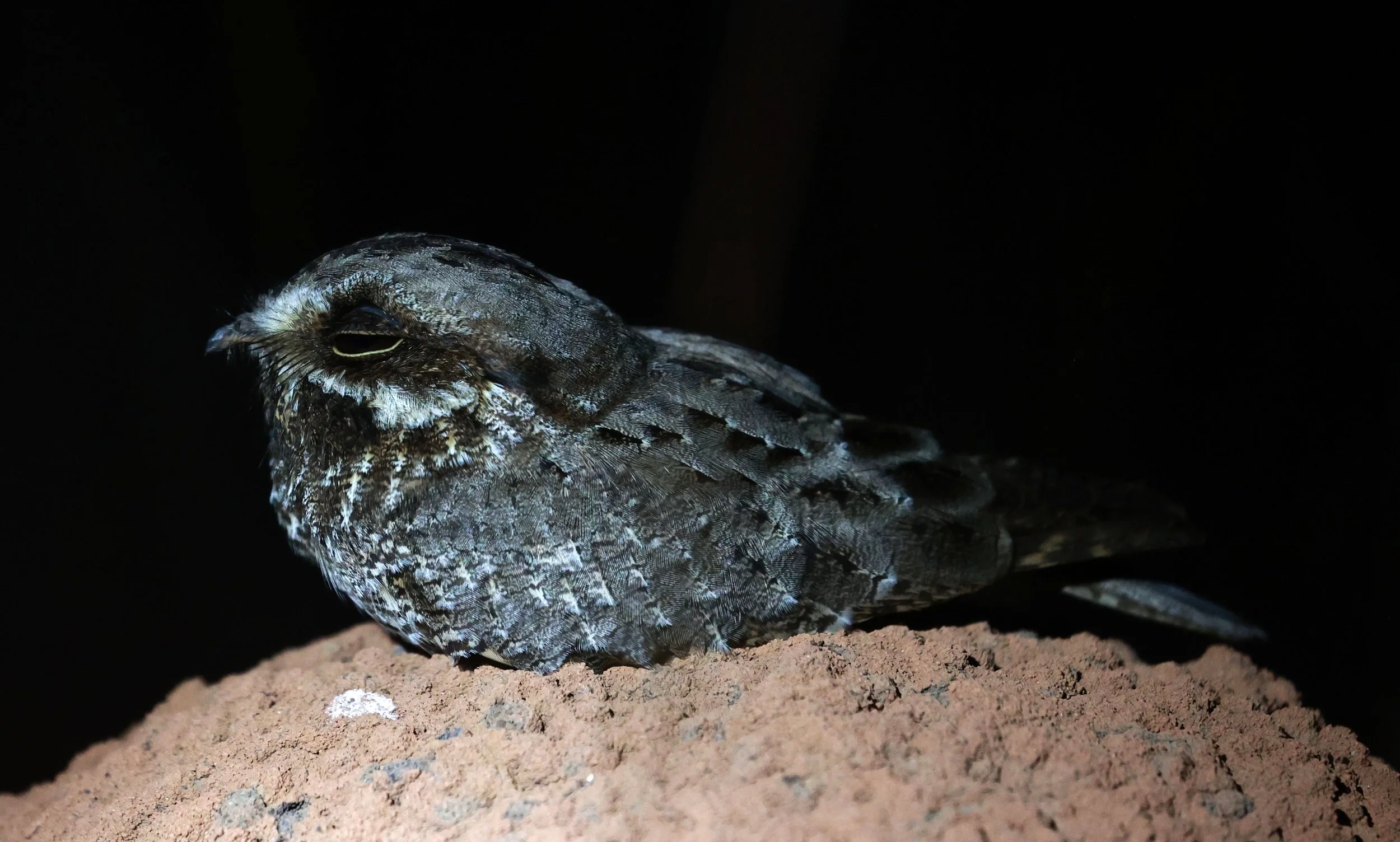 Nightjar - Little Nightjar - Setopagis parvula - Emas National Park, Goias Brazil (17).jpg