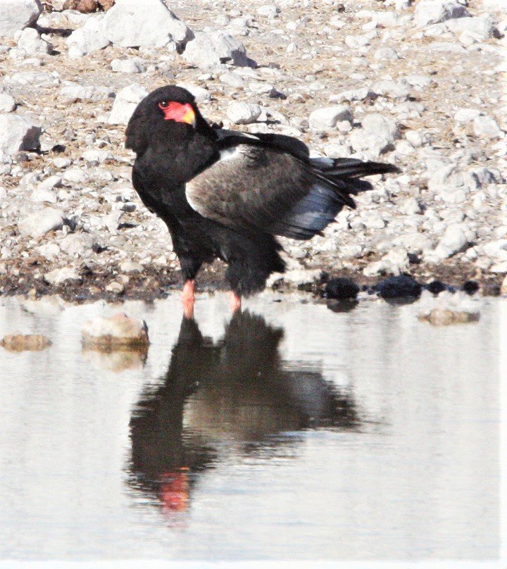Terathopius ecaudatus - BATELEUR - ETOSHA NATIONAL PARK NAMIBIA aa3.jpg
