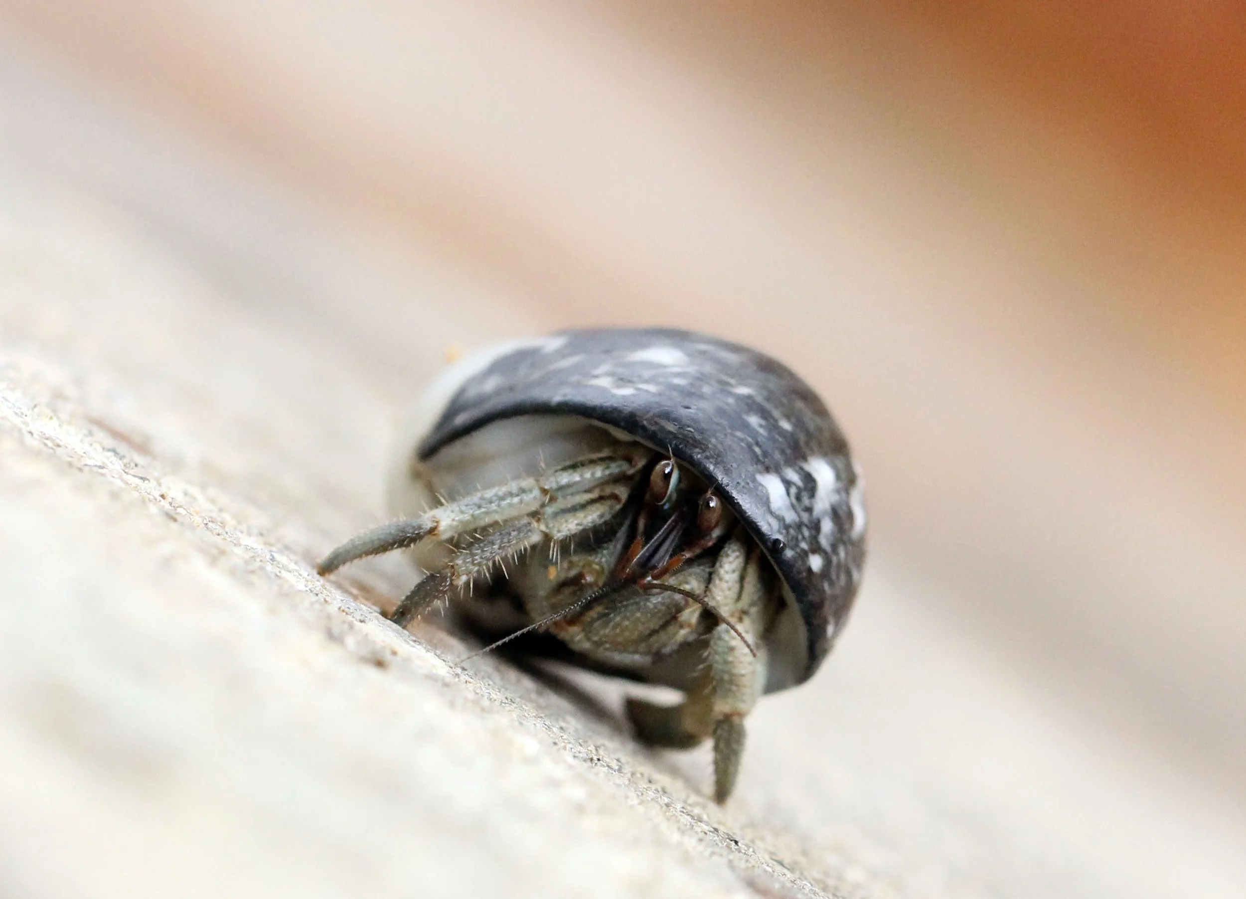 2015 Koh Lanta Build and Fun (154).JPG