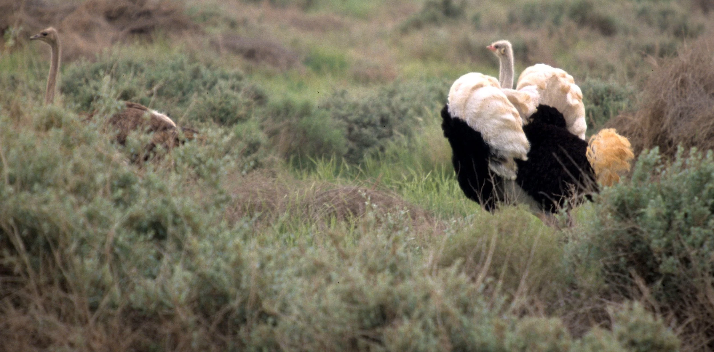 Struthio camelus camelus - NORTH AFRICAN (supposed to be SOMALI) OSTRICH - SHAUMARI RESERVE JORDAN (27).jpg