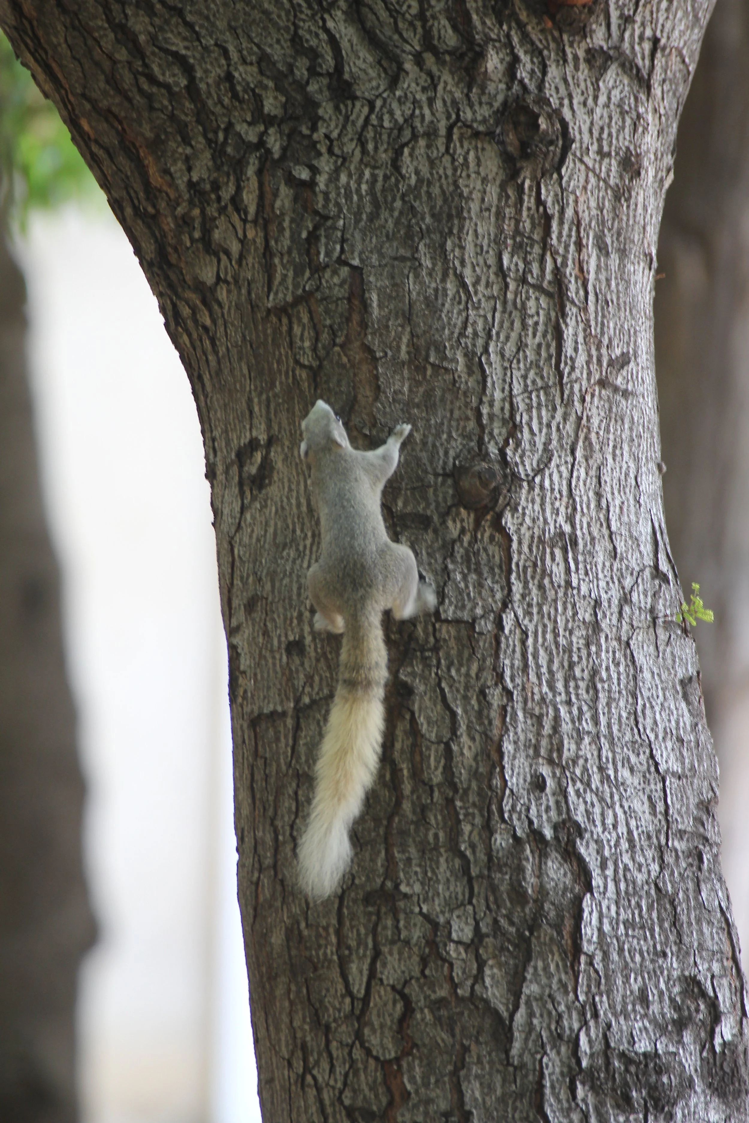 2020 - Ayutthaya Cokie's Pictures (51).JPG