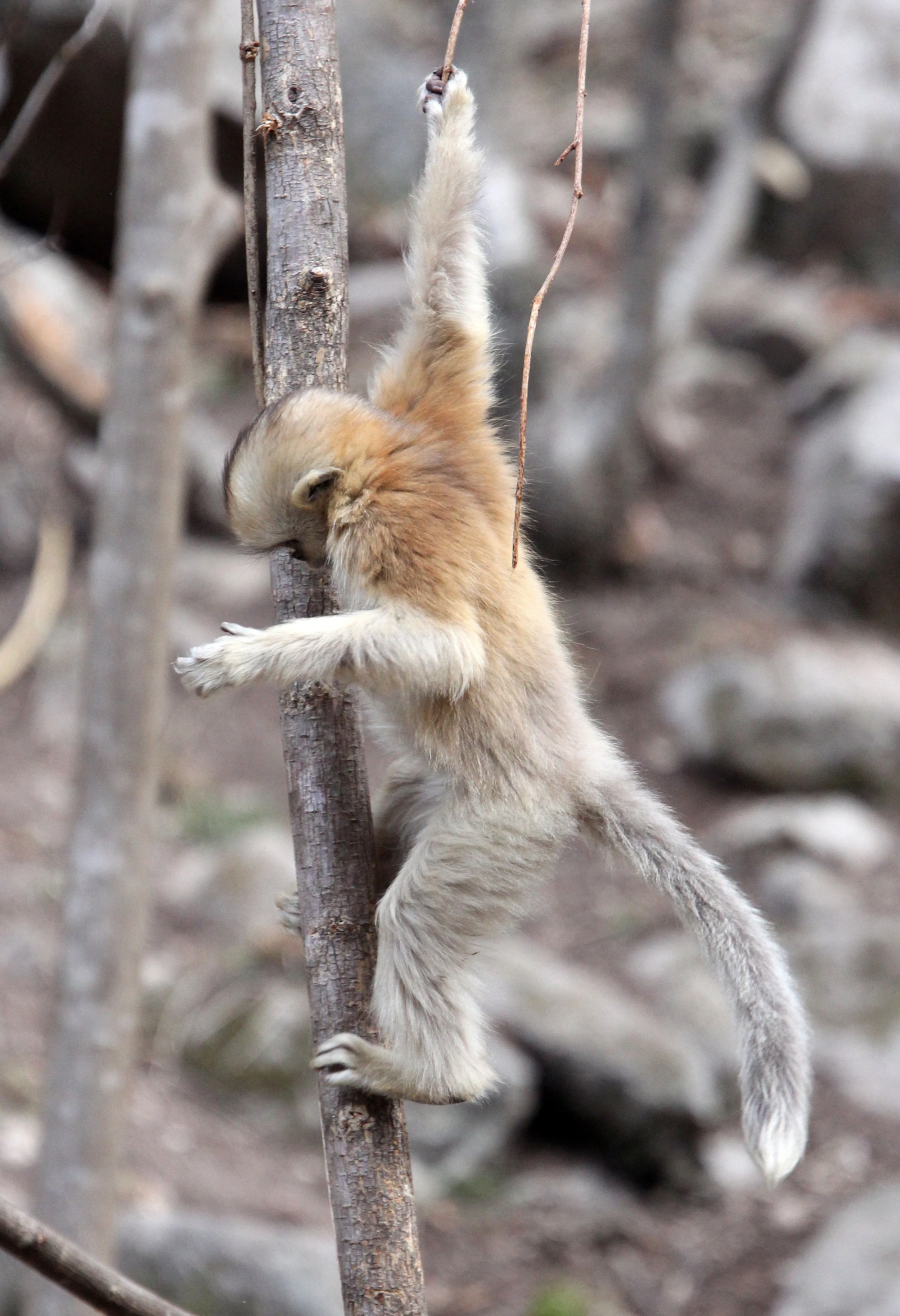 CERCOPITHECIDAE - Rhinopithecus roxellana qinlingensis - QINLING GOLDEN SNUB-NOSED MONKEY - FOPING NATURE RESERVE, SHAANXI CHINA (112).JPG