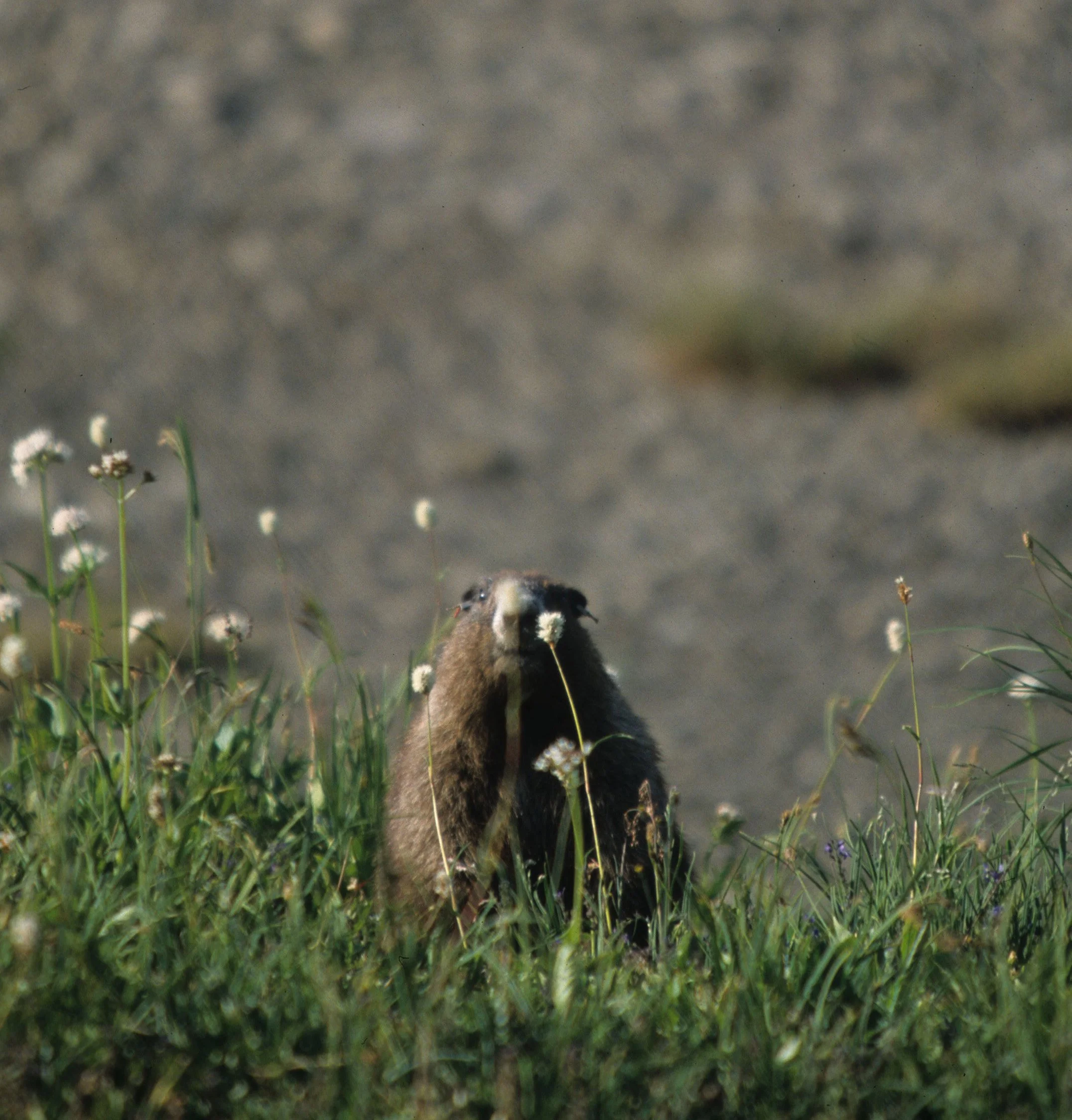 RODENTIA - MARMOT - OLYMPIC - MARMOTA OLYMPICA D.jpg