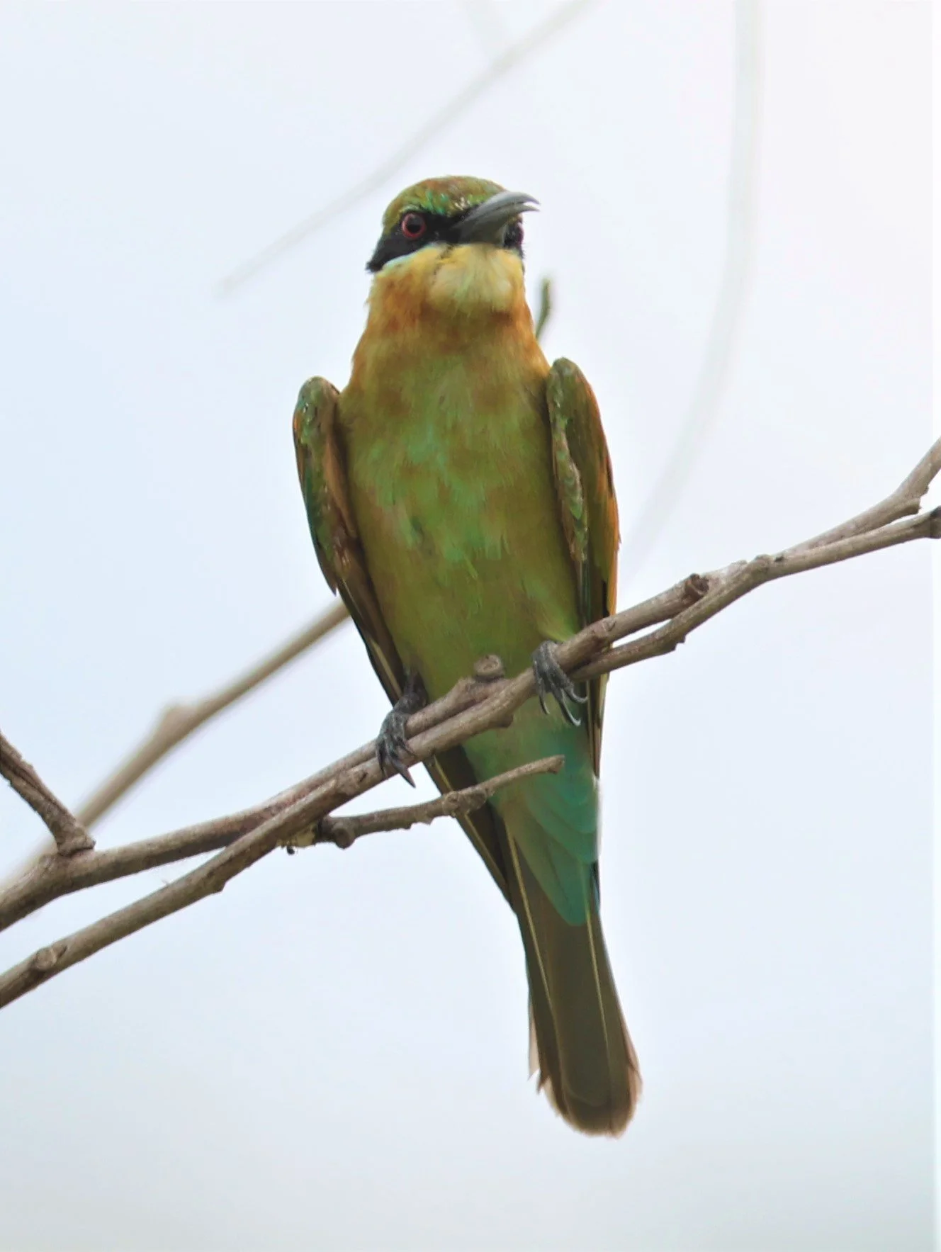 BEE EATER - BLUE-TAILED BEE-EATER - Merops philippinus - LAT KRABANG THAP YAO RICEFIELDS 13 OCT 2021 (2).jpg