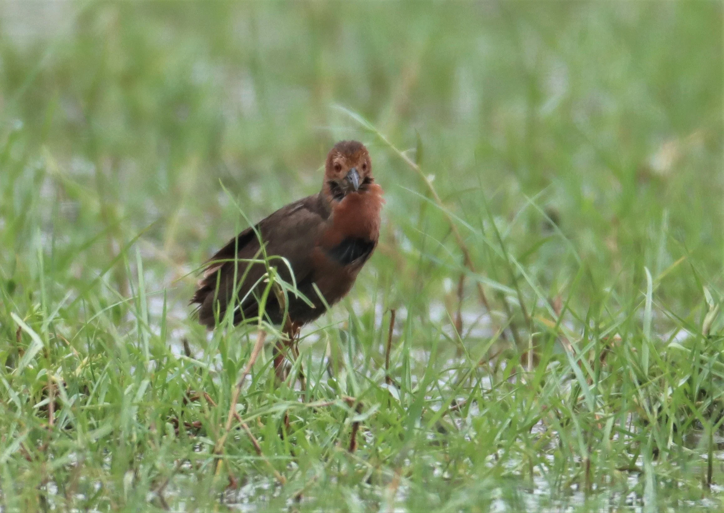 Ruddy-breasted Crake (Porzana fusca) Khao Sam Roi Yod NP Thailand (37).jpg