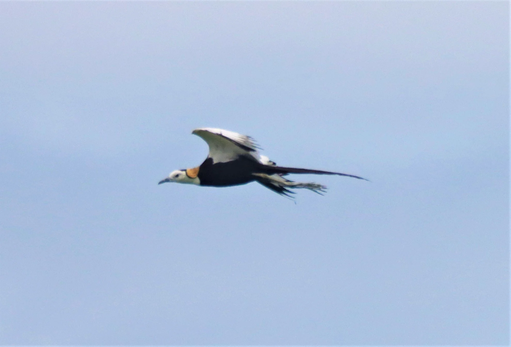 JACANA - PHEASANT-TAILED JACANA - Hydrophasianus chirurgus - BUENG BORAPHET NAKHON SAWAN AUGUST 2021 (43).jpg