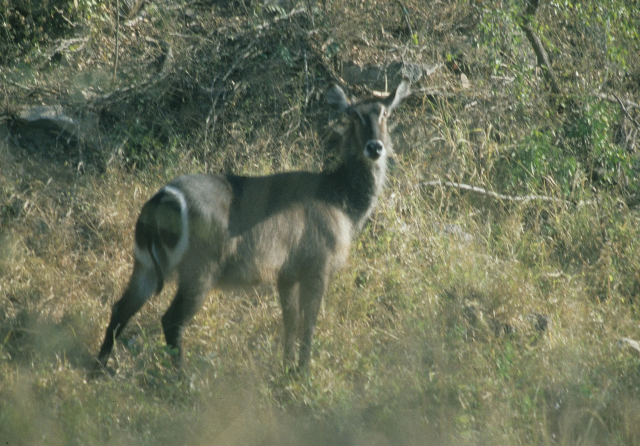 BOVID - WATERBUCK - COMMON - KRUGER (3).jpg