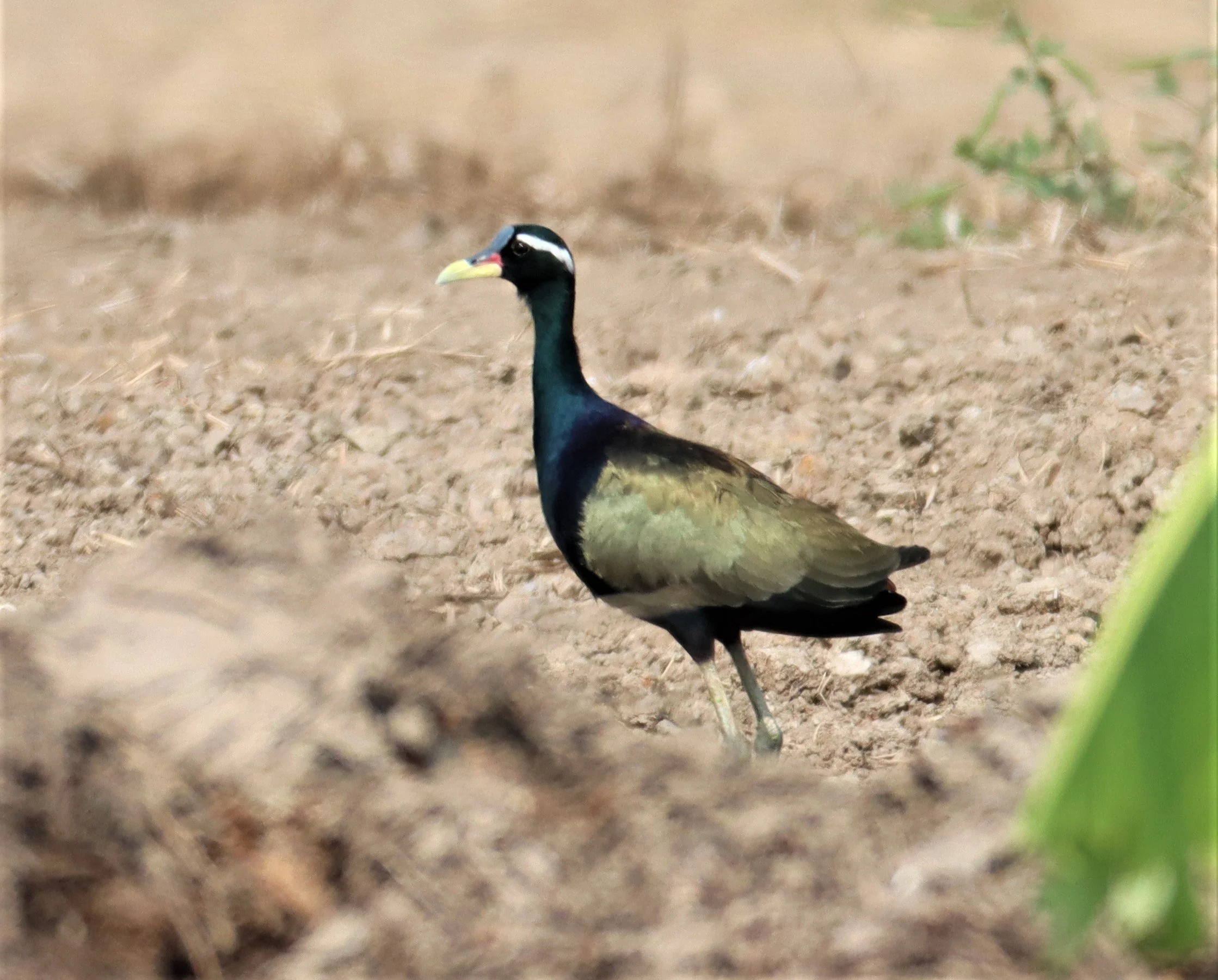 JACANA - BRONZE-WINGED JACANA - Metopidius indicus - LAT KRABANG WETLANDS NEAR BKK (40).jpg