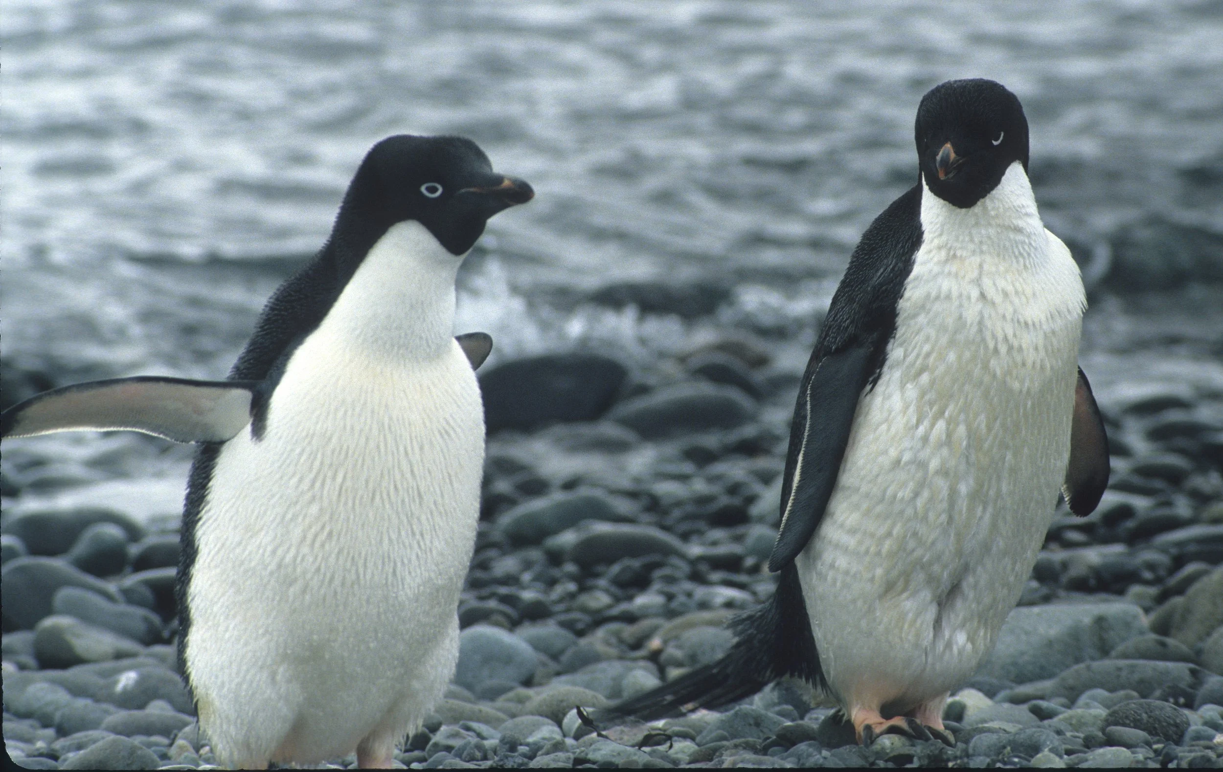 Adélie Penguin (Pygoscelis adeliae) Arctowski Poland Research Station Rookery Antarctic Peninsula (5).jpg