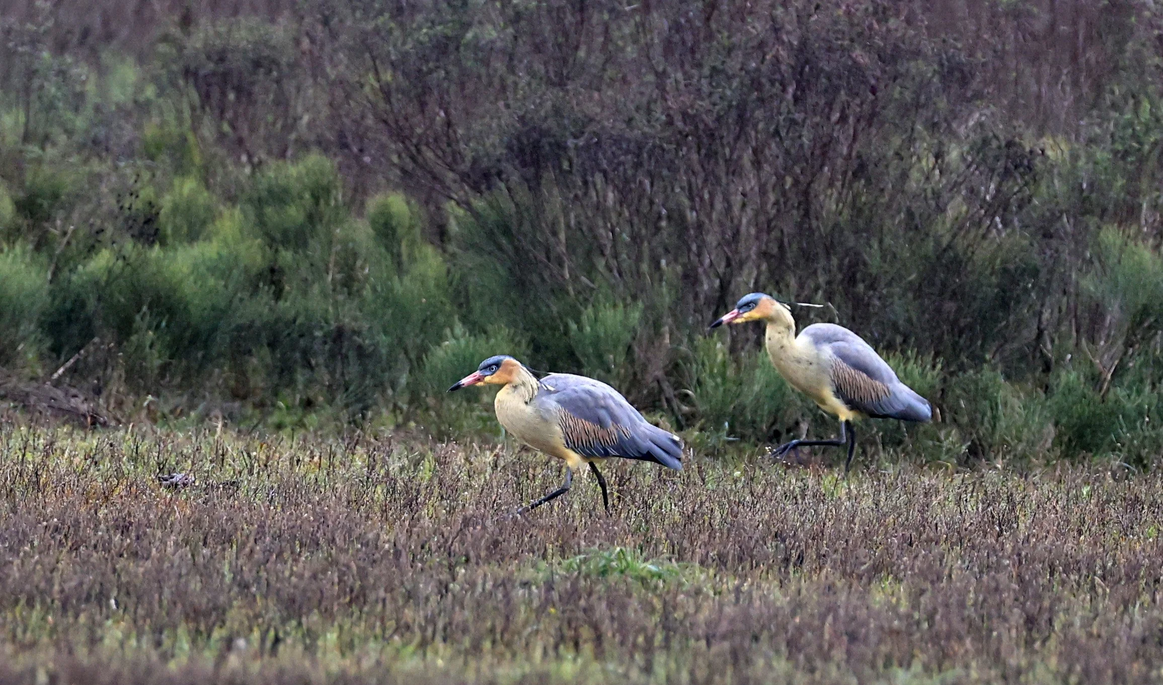 Whistling Heron (Syrigma sibilatrix) El Palmar National Park, Entre Rios, Argentina (14).jpg