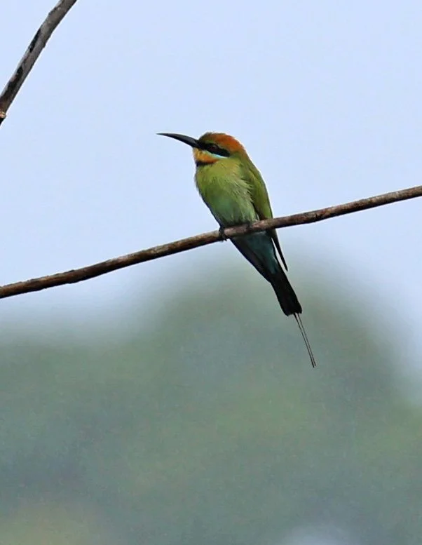 Rainbow Bee-eater (Merops ornatus) Daintree Town, Daintree River - Queensland  (3).jpg